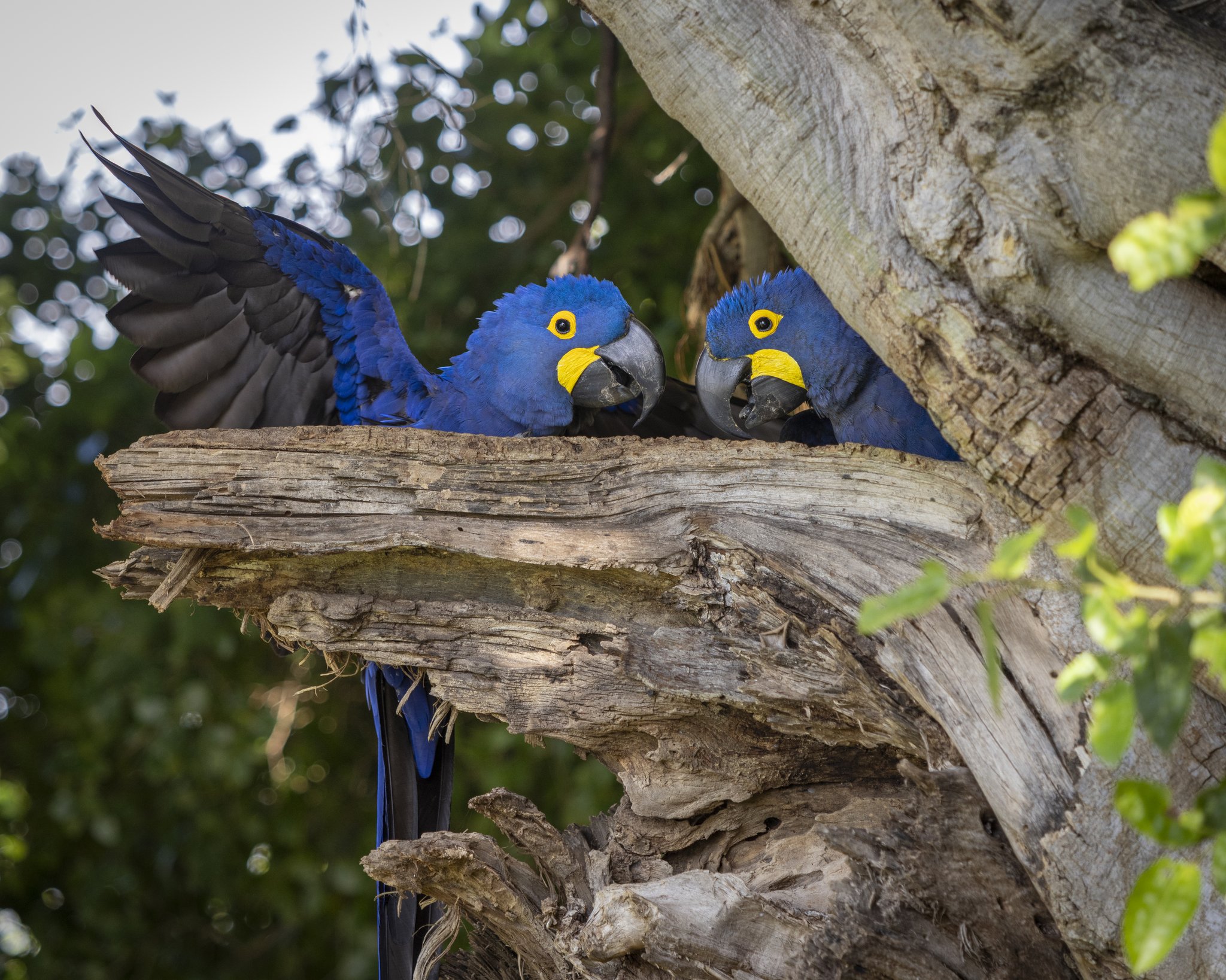 Dois araras-azuis-grandes com plumagem azul-cobalto e anéis oculares amarelos pousados na entrada de uma cavidade em árvore no Pantanal Norte, um deles com as asas abertas