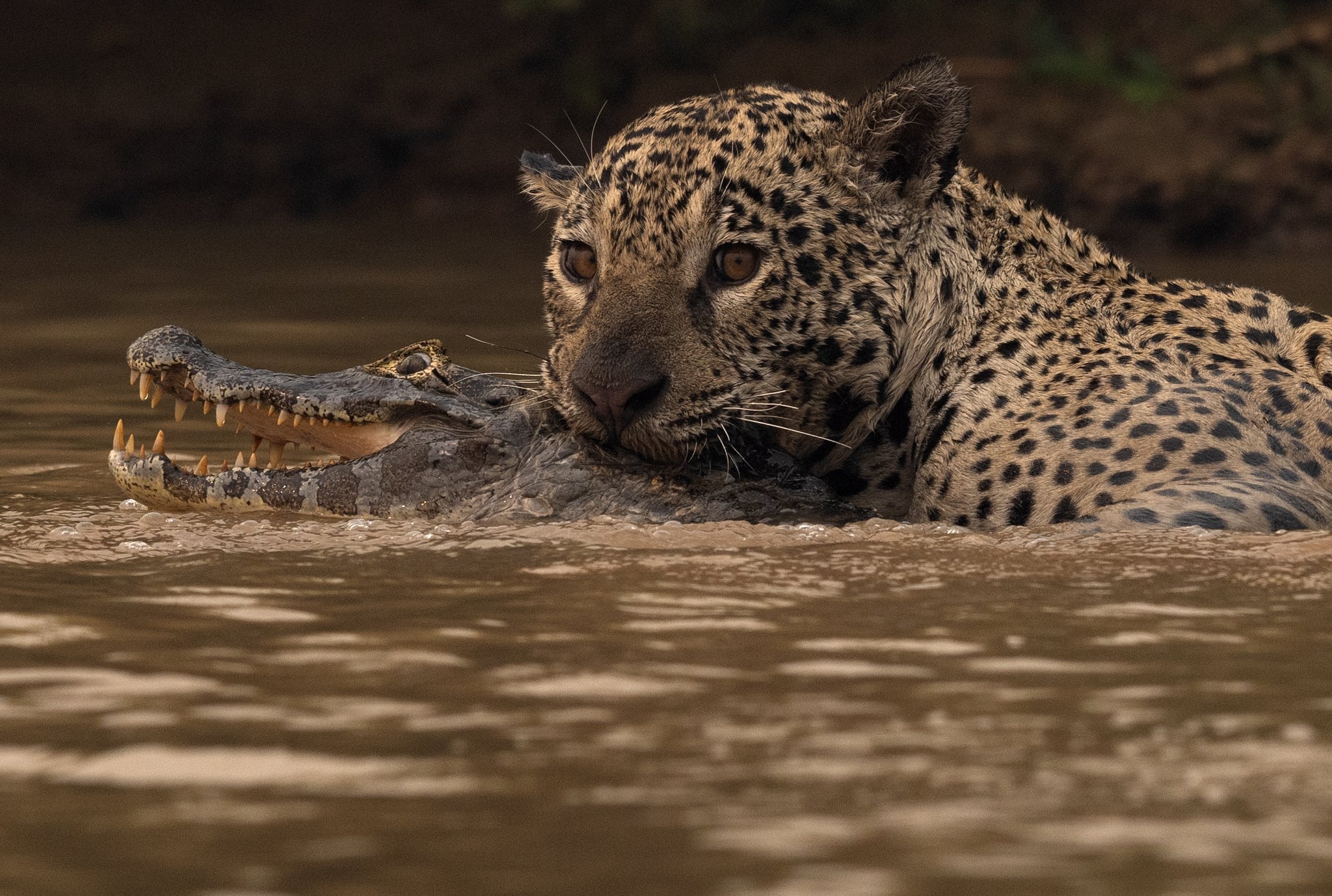 Um onça-pintada no Pantanal Norte segura um jacaré de boca aberta nas águas lamacentas do rio, cena incrível que os passeios pelo Pantanal saindo de Cuiabá podem oferecer