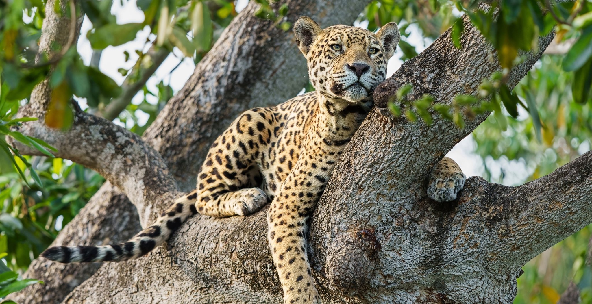 Pantanal Jaguar Budget Safari
