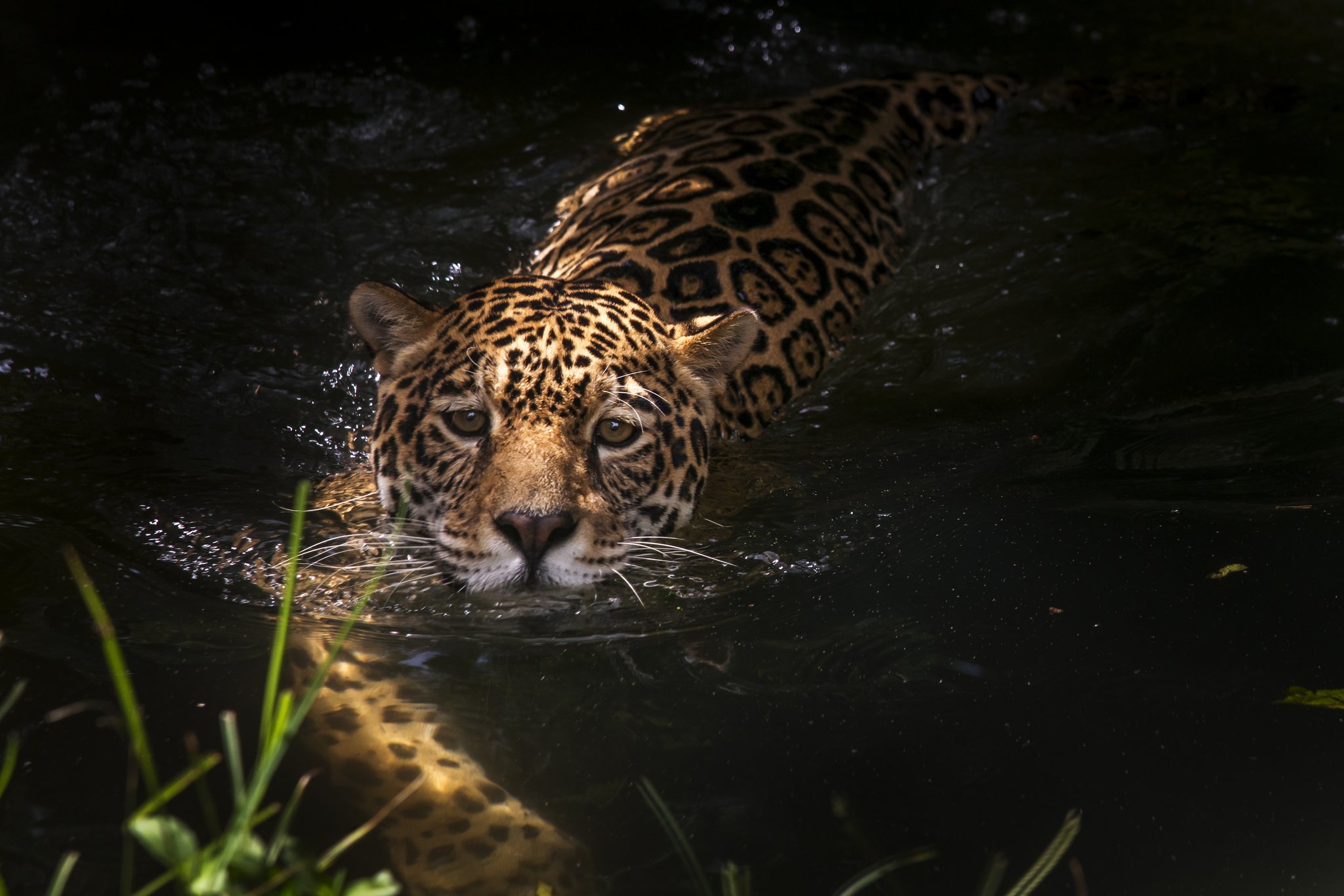 Um jaguar nada em um rio escuro no Pantanal Norte, olhando diretamente para a câmera, sua pelagem manchada reluzindo sobre a água negra