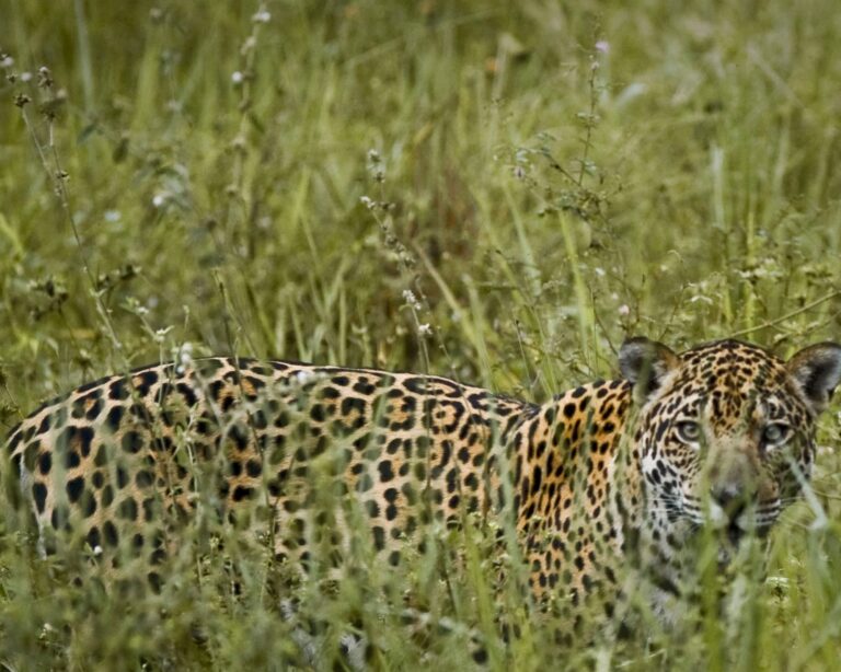 What is the best Pantanal safari in Brazil?