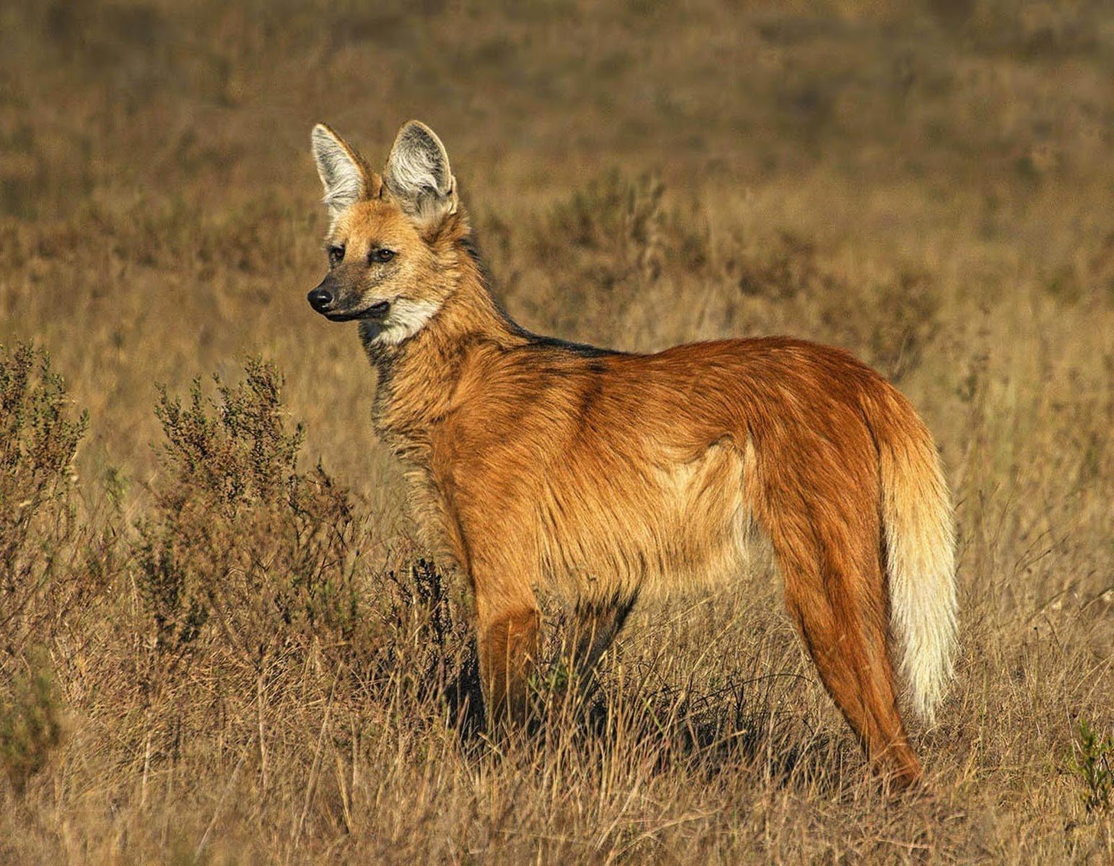 A maned wolf standing alert in dry golden grassland scrub, its russet coat and large ears clearly visible on this Jalapão adventure