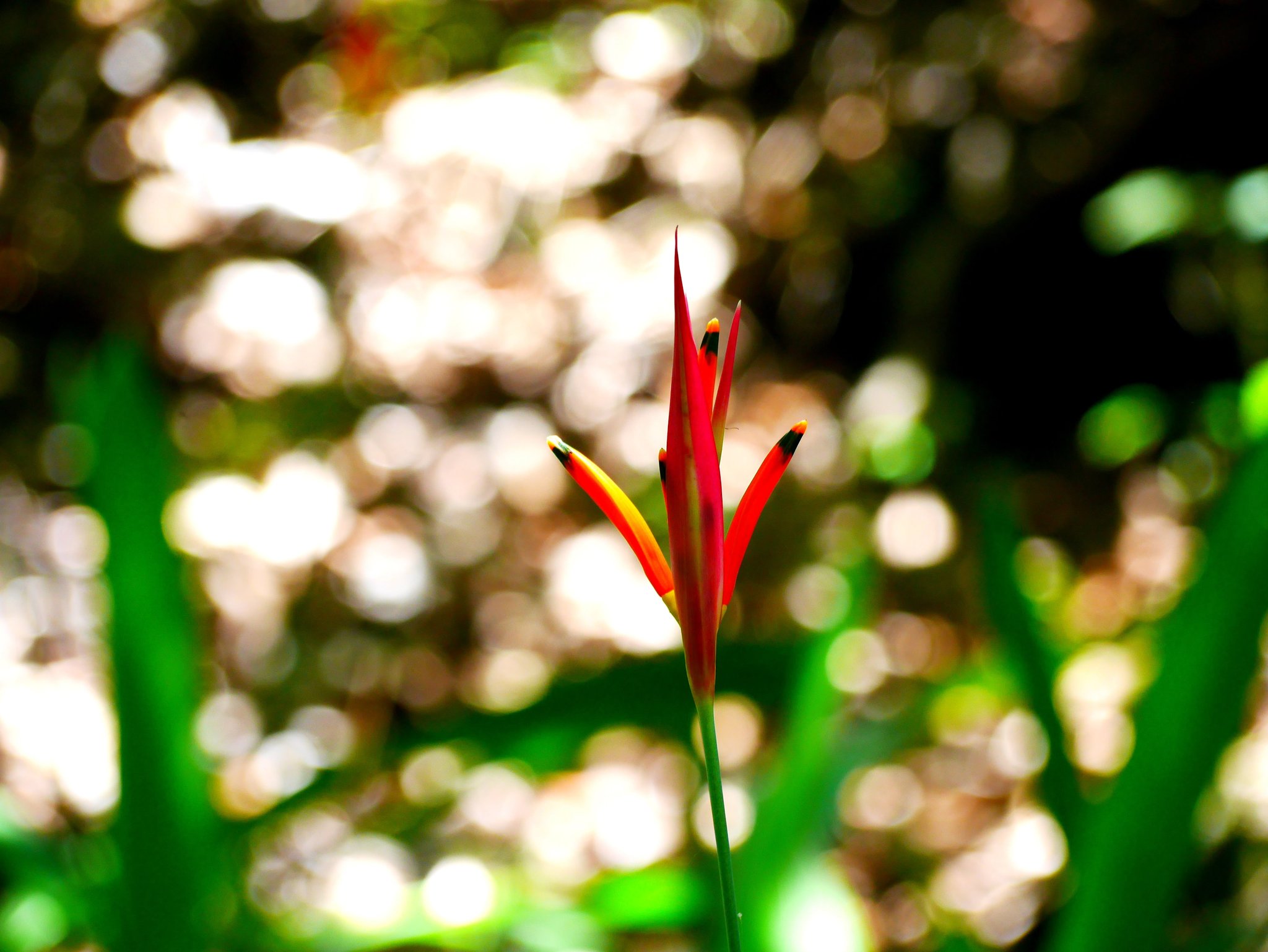 A slender red and yellow tropical flower with dark-tipped stamens rises against a soft bokeh of green Cerrado vegetation, captured on a Jalapão adventure