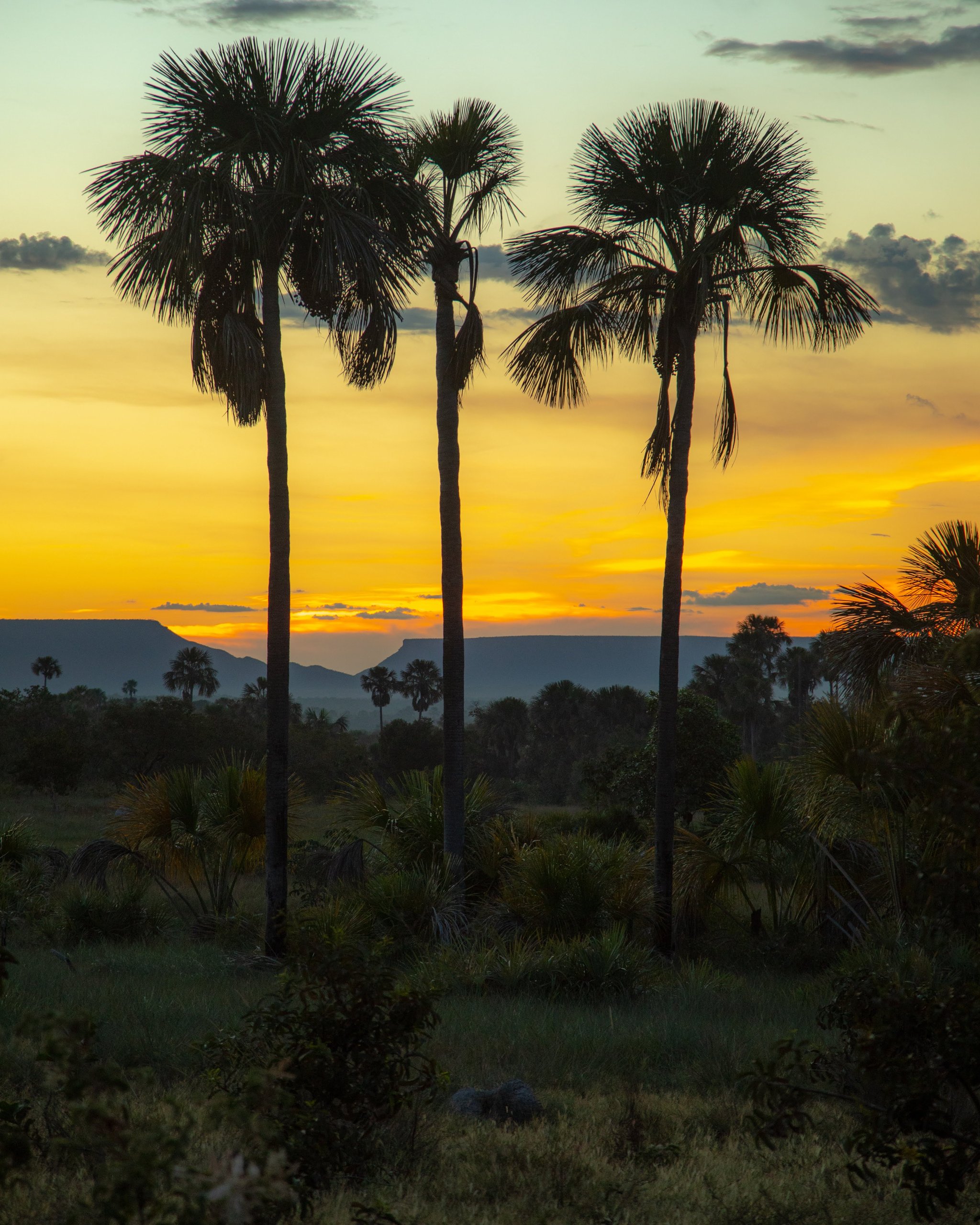 Buriti palms catch fire at dusk, a mesa fading into the afterglow. Photo: Alberto Andrich Three tall fan palms silhouetted against a blazing orange and gold sunset sky, with a flat-topped mesa visible on the horizon during a Jalapão adventure