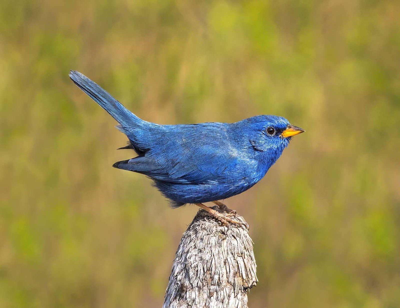 A vivid cobalt-blue songbird with an orange beak perched on a weathered wooden stump against a soft green cerrado backdrop, spotted during Jalapão trekking