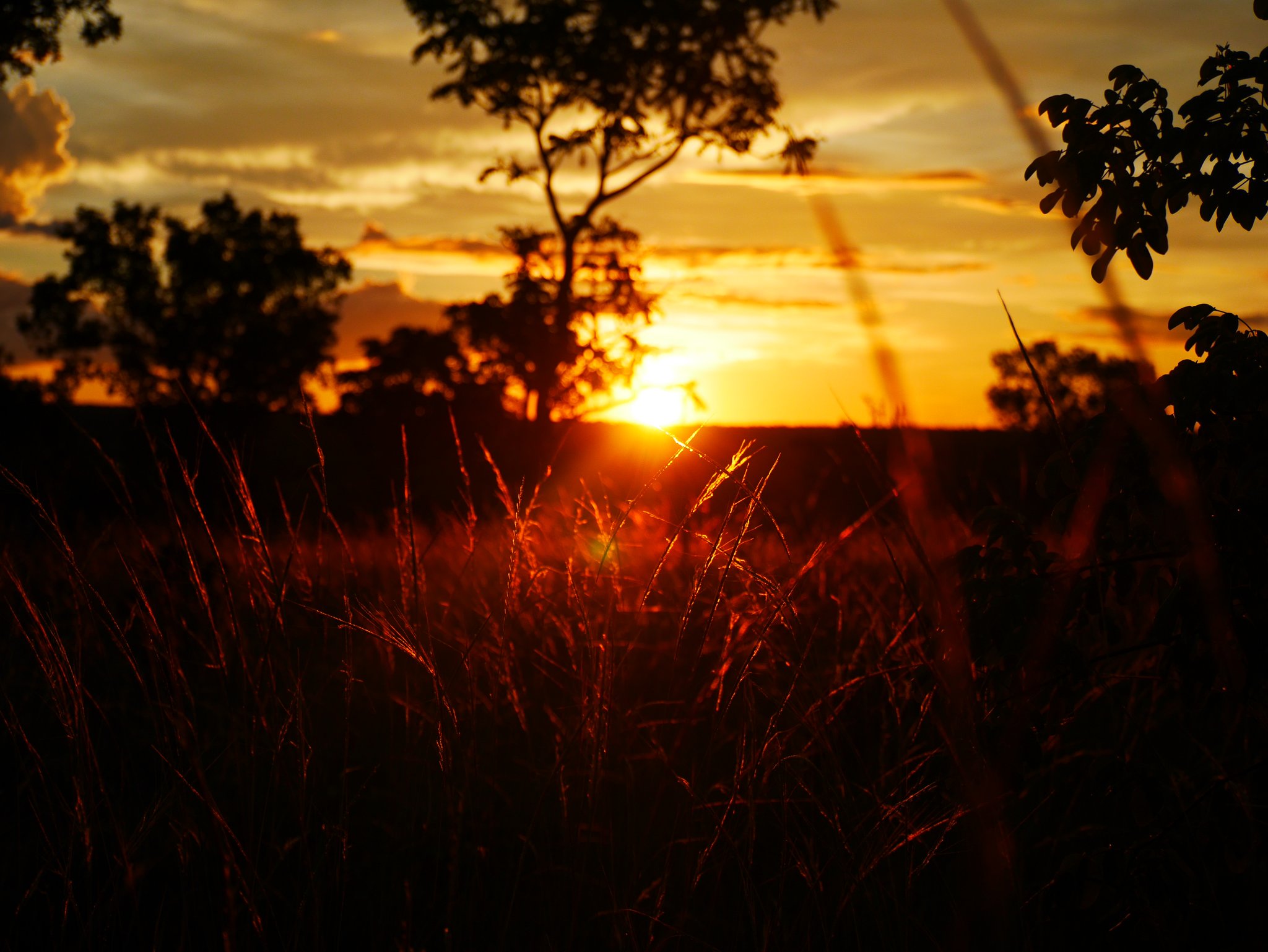 Silhouetted cerrado trees and wild grass stems backlit by a blazing orange sunset during a Jalapão trekking day