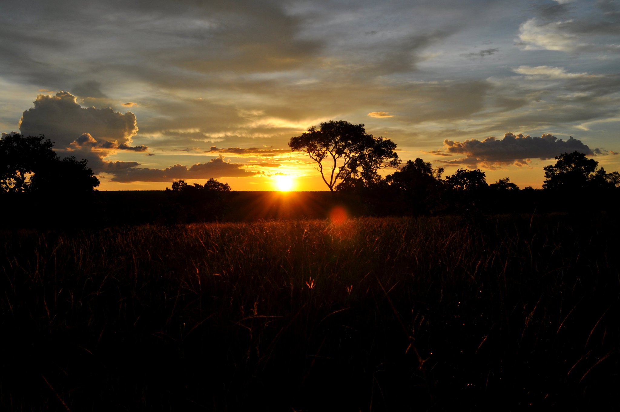 Golden sunset burning behind silhouetted cerrado trees over tall dry grassland on a Jalapão trekking route