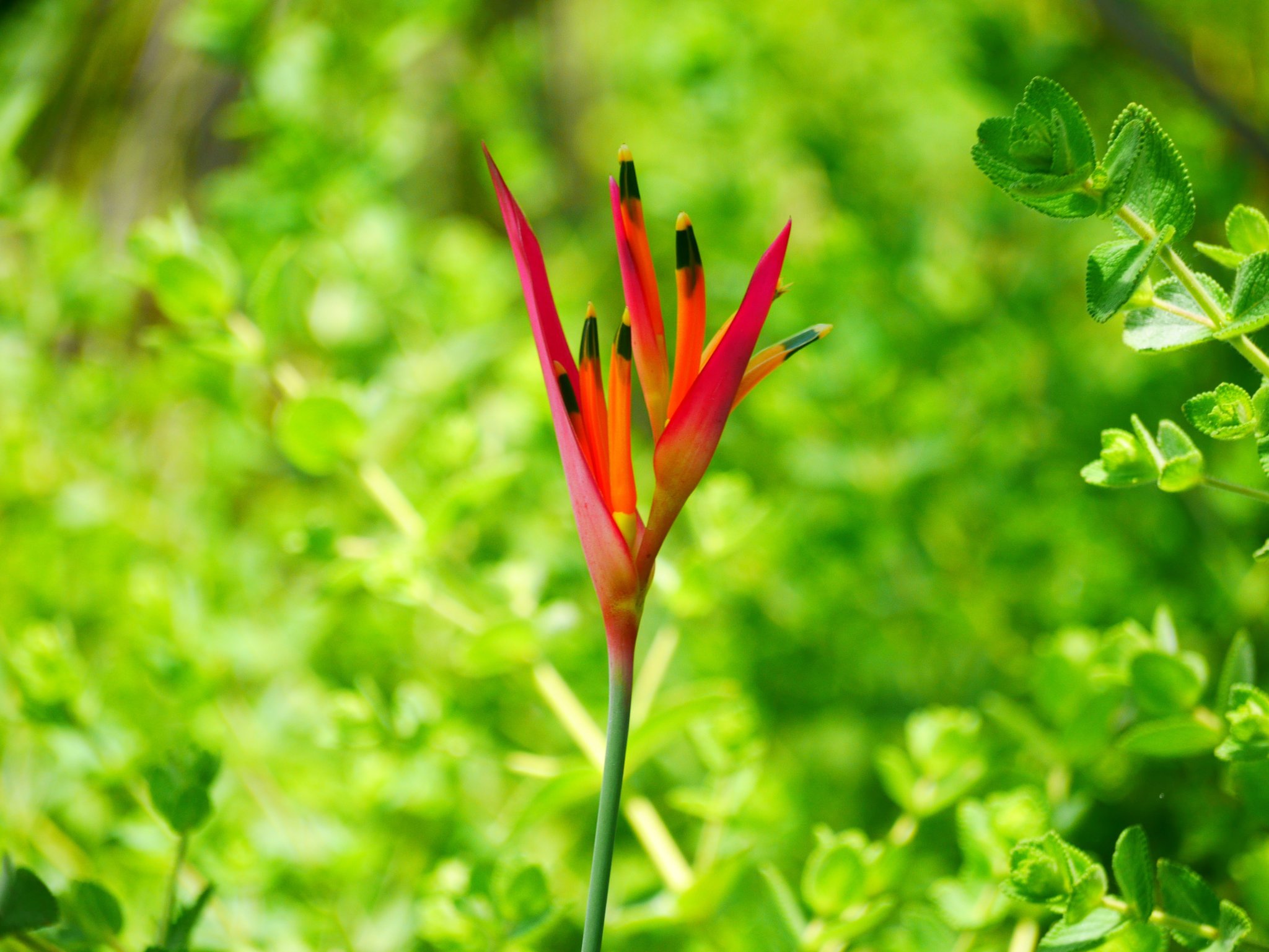 A slender cerrado wildflower with vivid red and orange petals tipped in black rises above bright green shrubs on a Jalapão trekking trail