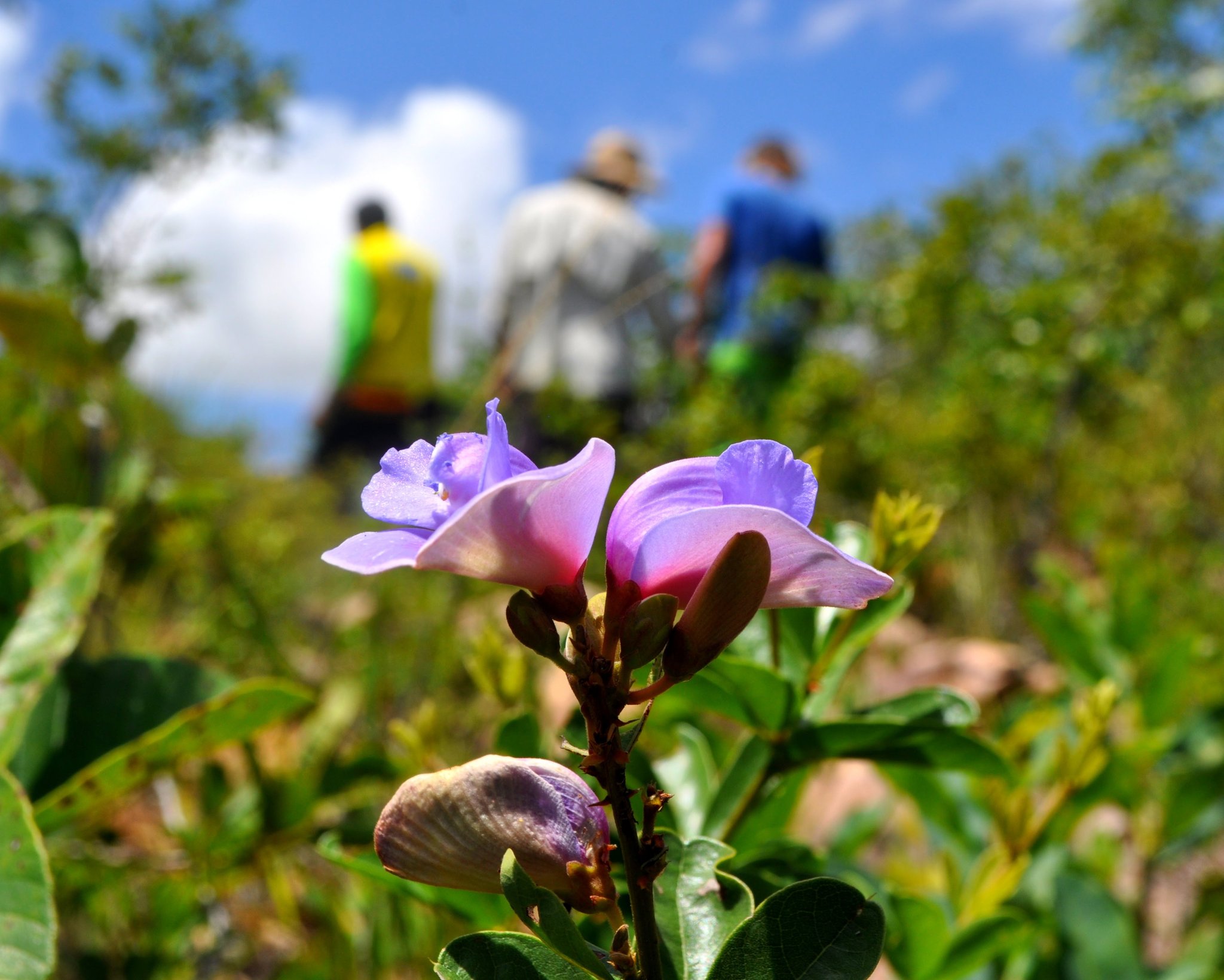 Two violet-purple wildflowers in sharp focus during a Jalapão trekking day, with three hikers walking through cerrado scrubland under a blue sky in the background