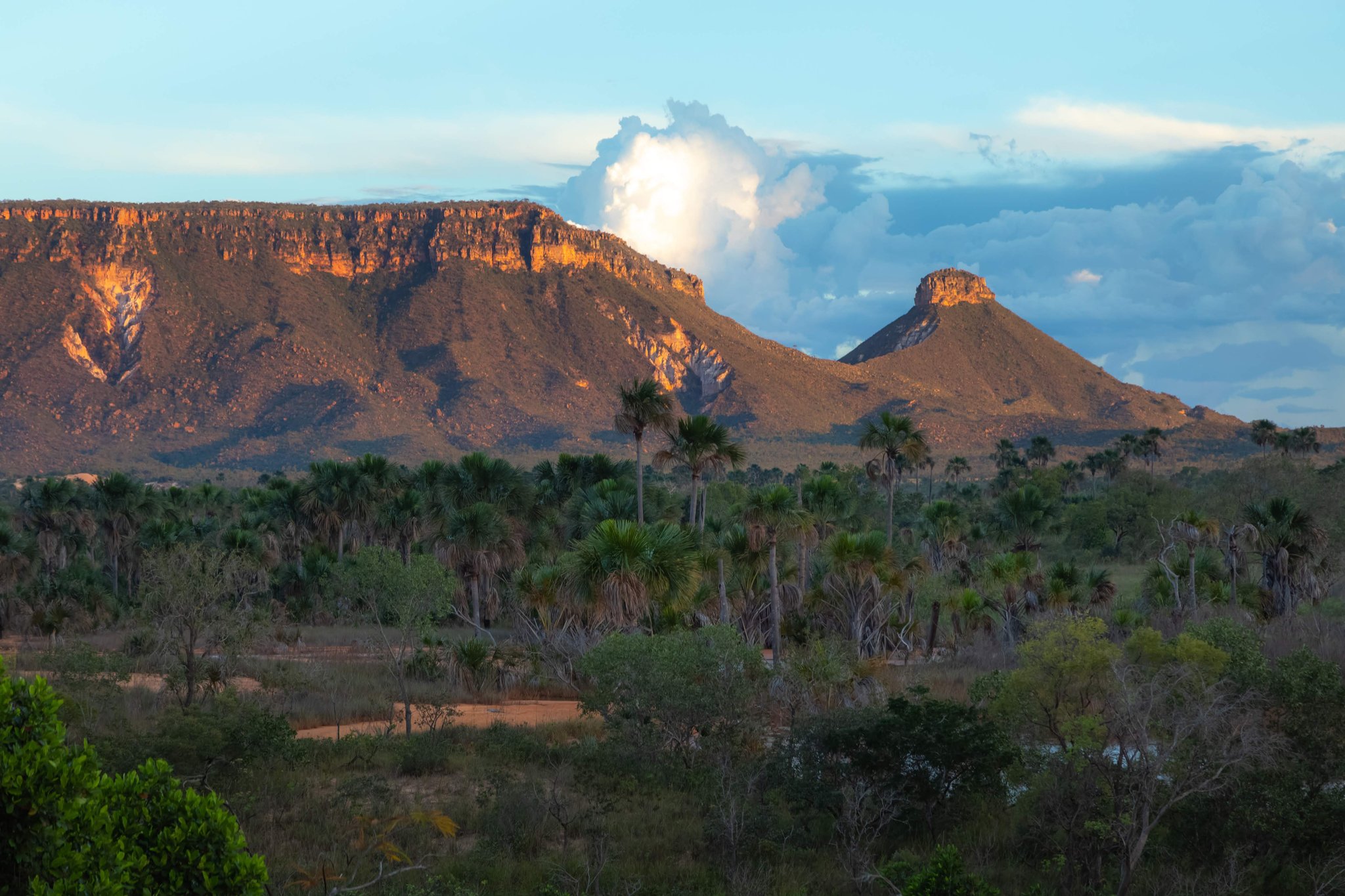 Warm golden light illuminates a flat-topped sandstone escarpment and a conical rocky peak rising above a savanna dotted with buriti palms on a jalapão trip