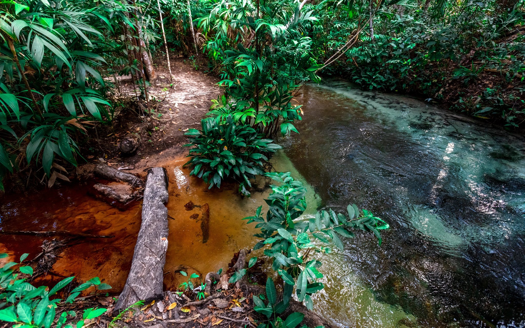 Two streams, two colors — the Cerrado's living chemistry on full display. Photo: Alberto Andrich A tannin-stained jungle stream meets a darker channel beside a narrow dirt trail lined with lush tropical palms and undergrowth on a Jalapão trip