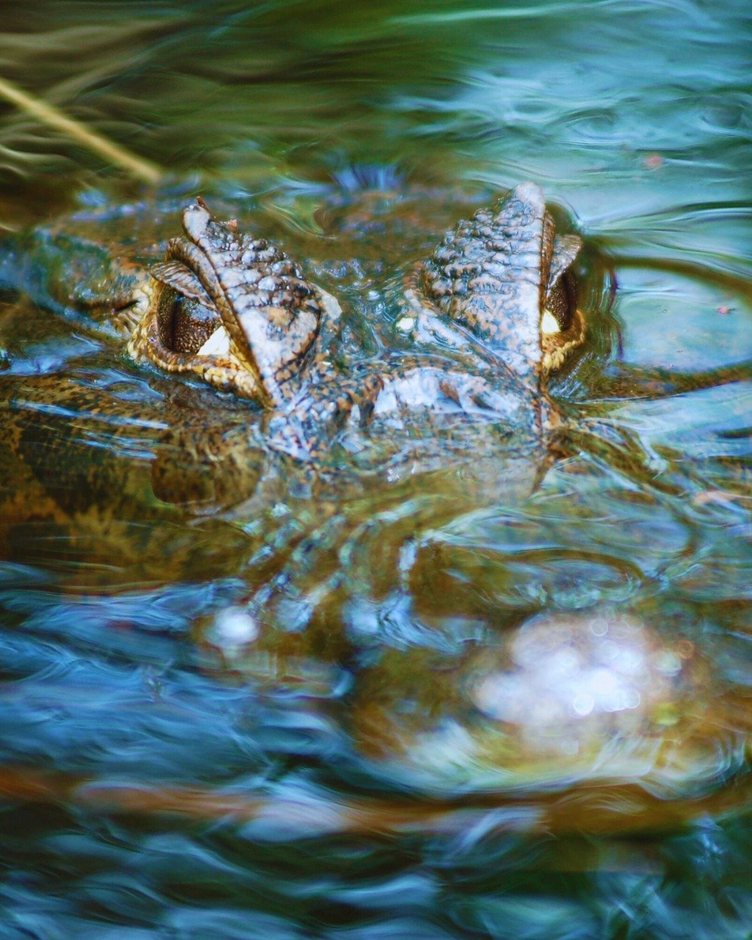 Still water, ancient predator — just two eyes watching from below. A caiman's armored eyes and snout barely breaking the water surface during a night tour at Juma Amazon Jungle Lodge