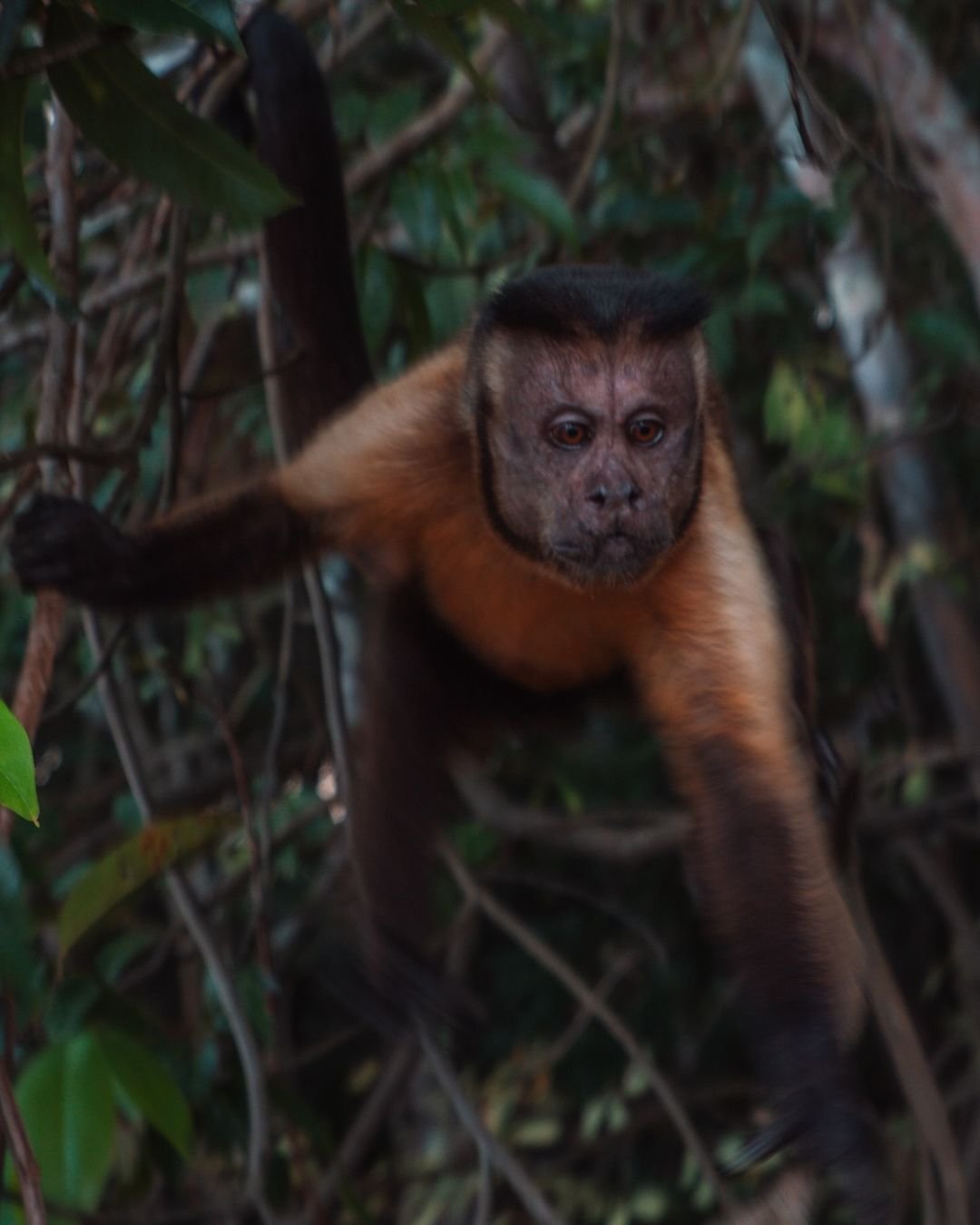Curious, unblinking — the forest watches back. A tufted capuchin monkey with amber fur and a dark cap grips branches in the dense forest canopy at Juma Amazon Jungle Lodge