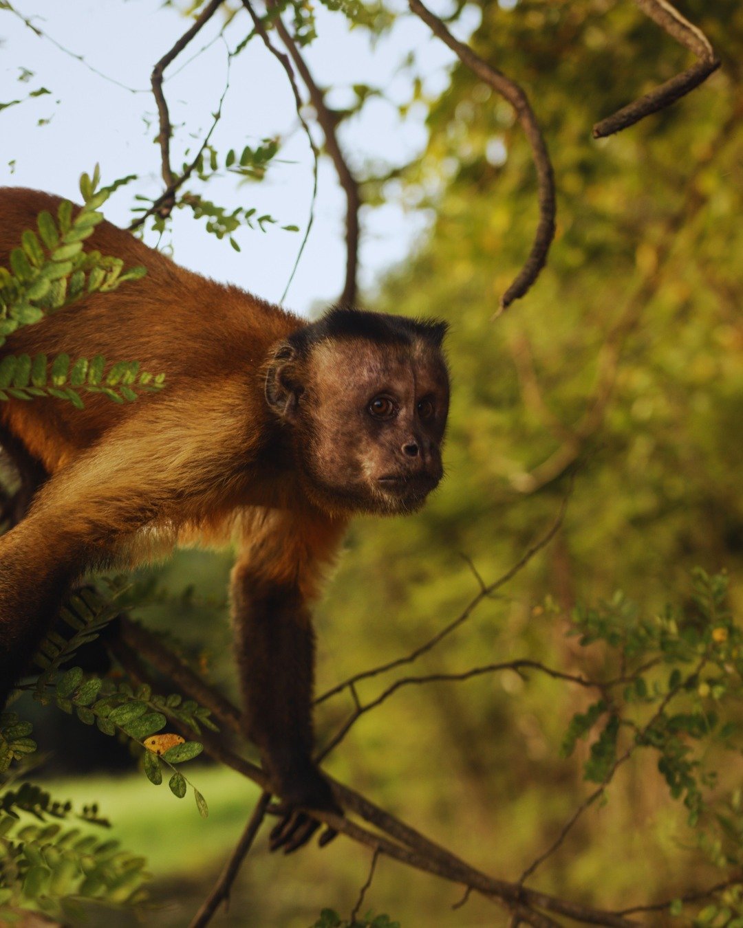 Brown eyes locked on something only it can see — forest life up close. A brown capuchin monkey perches on a branch among green foliage at Juma Amazon Jungle Lodge, gazing alertly into the distance