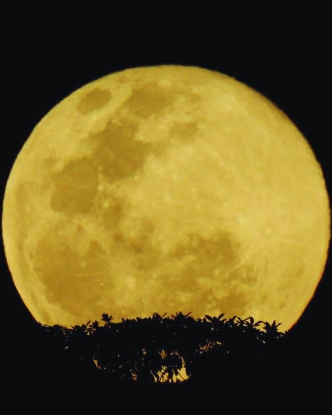 Enormous and golden, the full moon climbs over the rainforest canopy. A massive golden full moon rises above a dark silhouette of tropical forest canopy at the Juma Amazon Jungle Lodge