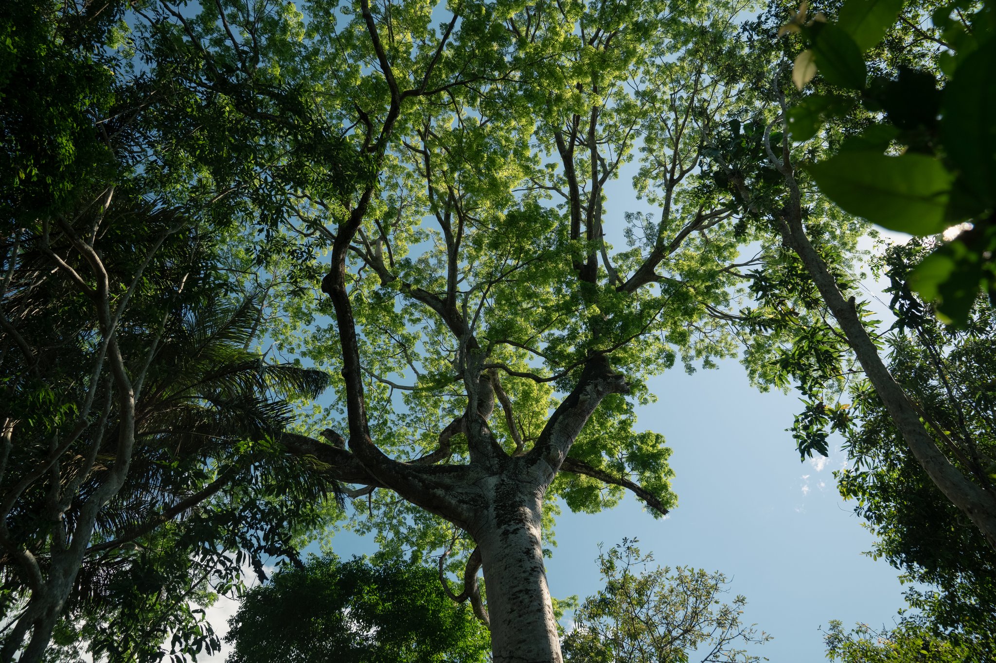 Looking straight up into centuries of growth. Upward view from the forest floor through the spreading canopy of a towering tree at Juma Amazon Jungle Lodge, with sunlit green leaves against a clear blue sky