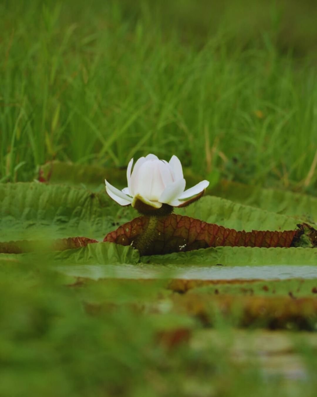 Solitary and silent — a white bloom crowns a giant water lily pad in the flooded forest. A white water lily flower resting on a large ribbed pad at the Juma Amazon Jungle Lodge, surrounded by lush green reeds reflected on still dark water