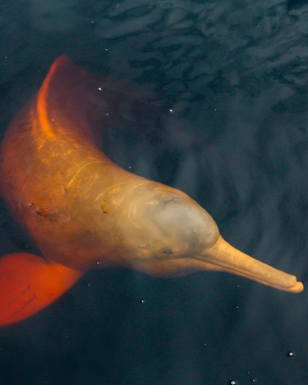A pink river dolphin gliding just beneath the dark water surface at Juma Amazon Jungle Lodge, its long beak and rosy skin clearly visible from above