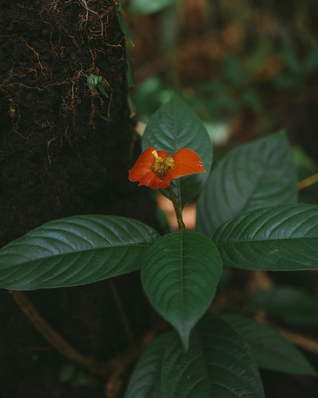 Scarlet against shadow — the forest floor holds its own quiet wonders. A tiny red-orange wildflower with yellow stamens blooms at the Juma Amazon Jungle Lodge, rising from dark green leaves beside a moss-covered tree trunk on the rainforest floor