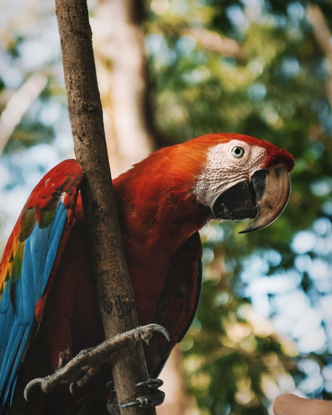 A scarlet macaw with vivid red, blue, and yellow plumage perched on a branch at Juma Amazon Jungle Lodge, gazing directly at the camera against a soft green canopy backdrop