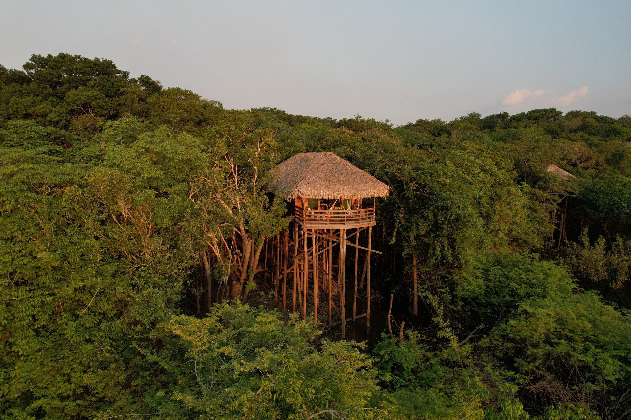 Thatched and towering — a stilt bungalow emerges from an unbroken sea of green. An elevated thatched bungalow at Juma Amazon Jungle Lodge rising above the forest canopy on tall wooden stilts, bathed in warm golden-hour light