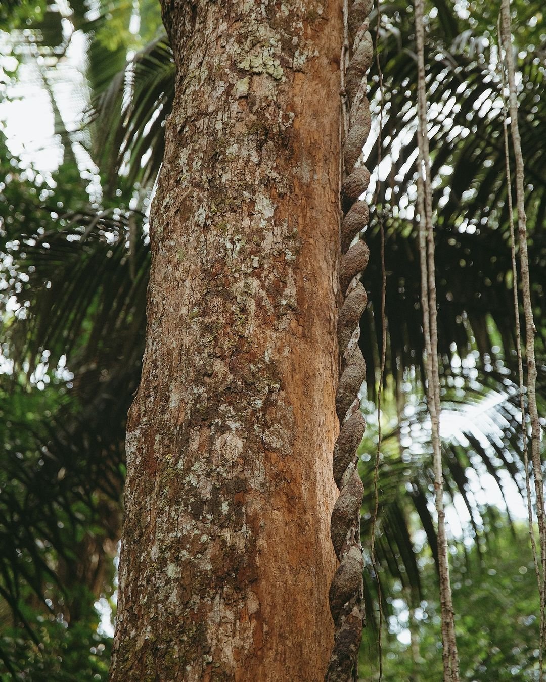 Spiral grip — a liana winds its slow way toward the canopy. A thick, rope-like liana coiling tightly around a tall tree trunk at Juma Amazon Jungle Lodge, with palm fronds and aerial roots visible in the soft-focus background