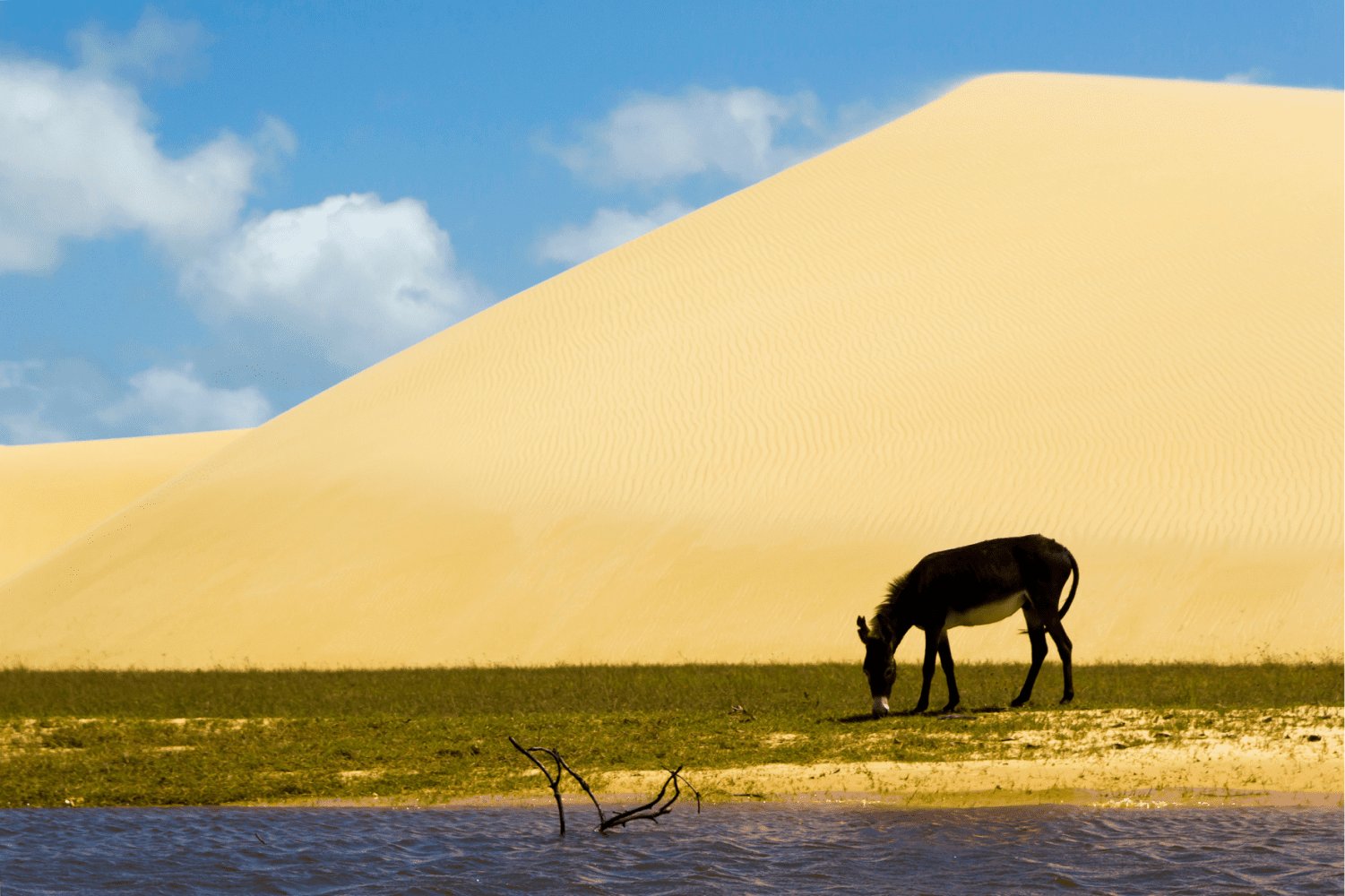 A lone donkey grazes where the dunes meet the water's edge. A dark-coated donkey grazes on a narrow strip of green vegetation beside a lagoon, with a towering golden sand dune filling the sky behind it — a striking scene along the Lençóis Maranhenses full itinerary