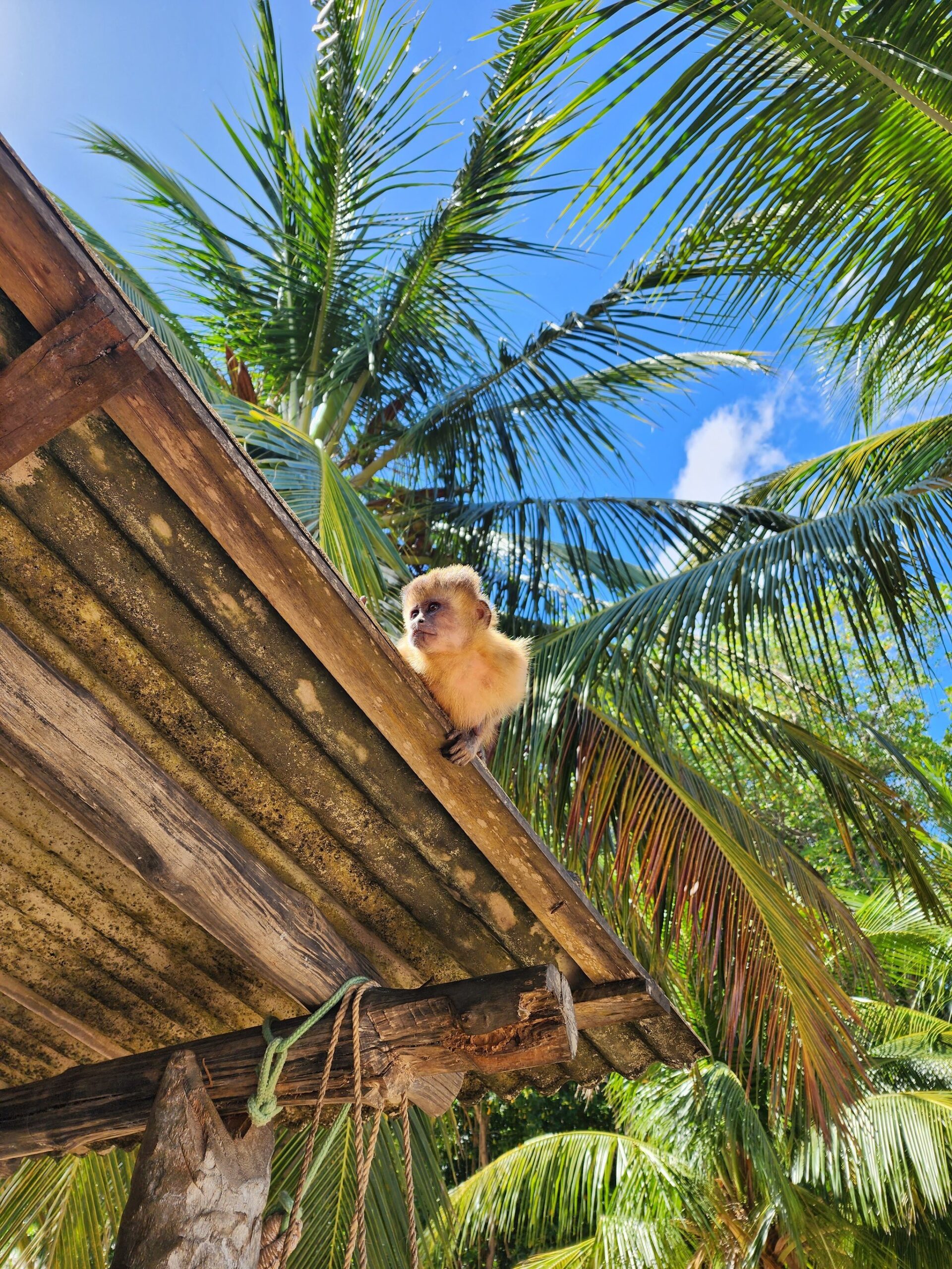 Curious little rooftop resident, unbothered by the journey ahead. A fluffy young capuchin monkey perches on the edge of a rustic wooden rooftop, surrounded by swaying palm fronds under a bright blue sky on the Lençóis Maranhenses hike