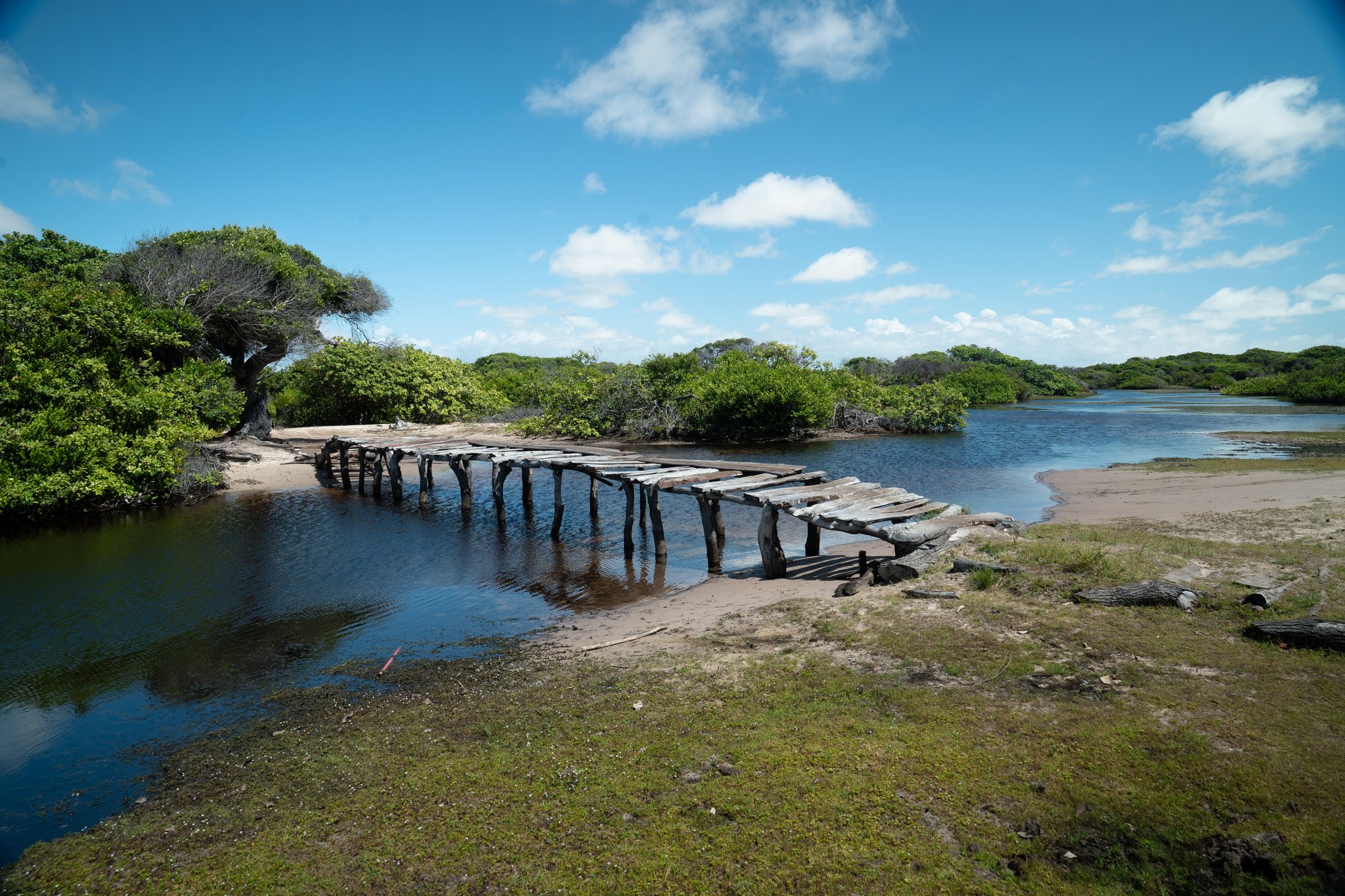 Old timber, still crossing — a relic bridge in the coastal wetlands. A weathered wooden footbridge crosses a shallow tidal channel surrounded by dense low mangrove shrubs and sandy banks on the lencois maranhenses trek route