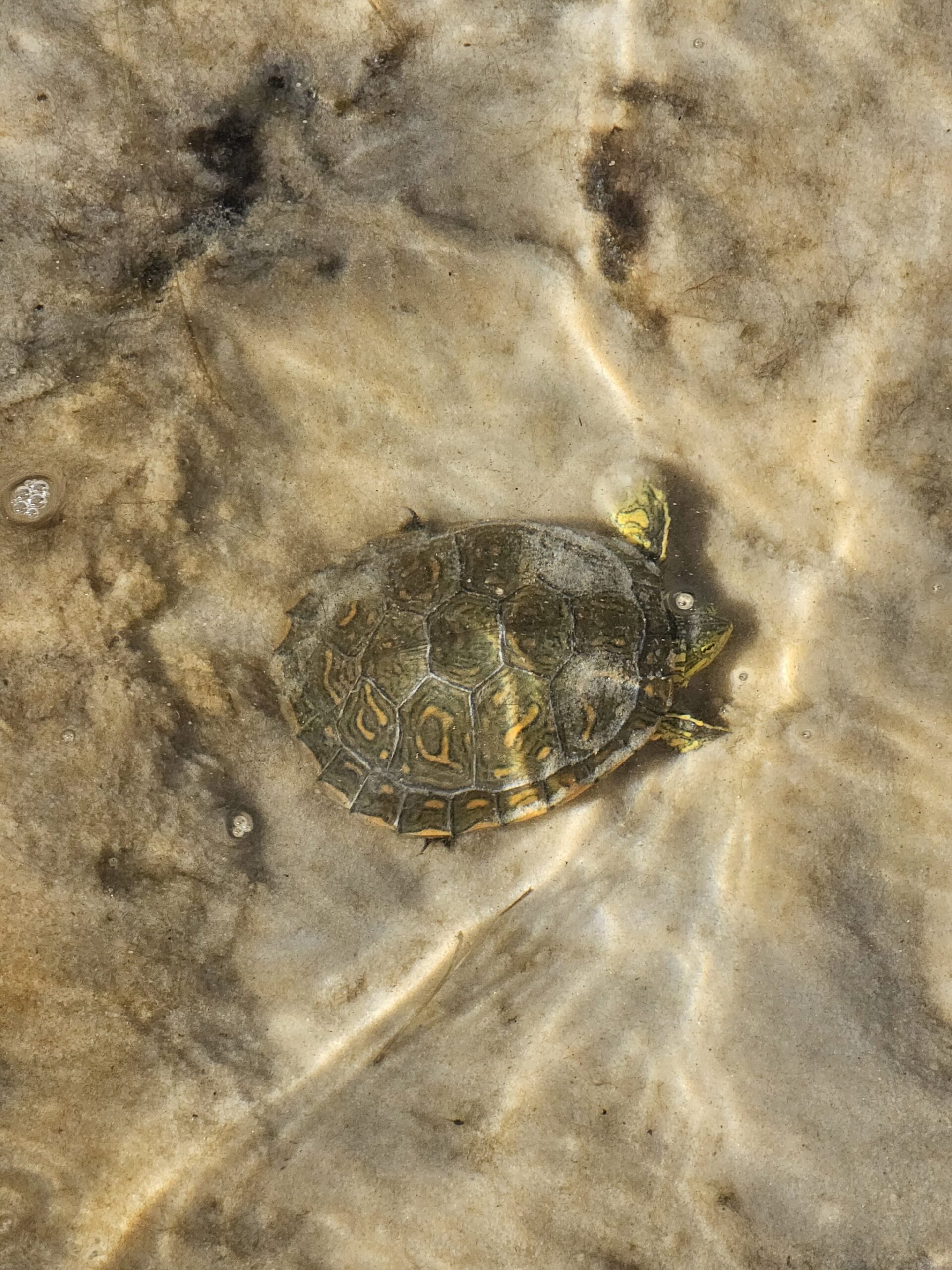 Tiny, unhurried, and perfectly camouflaged in the shallows. A small freshwater turtle with yellow-marked shell and head resting in the clear shallow water of a lagoon during a Lençóis Maranhenses trekking route
