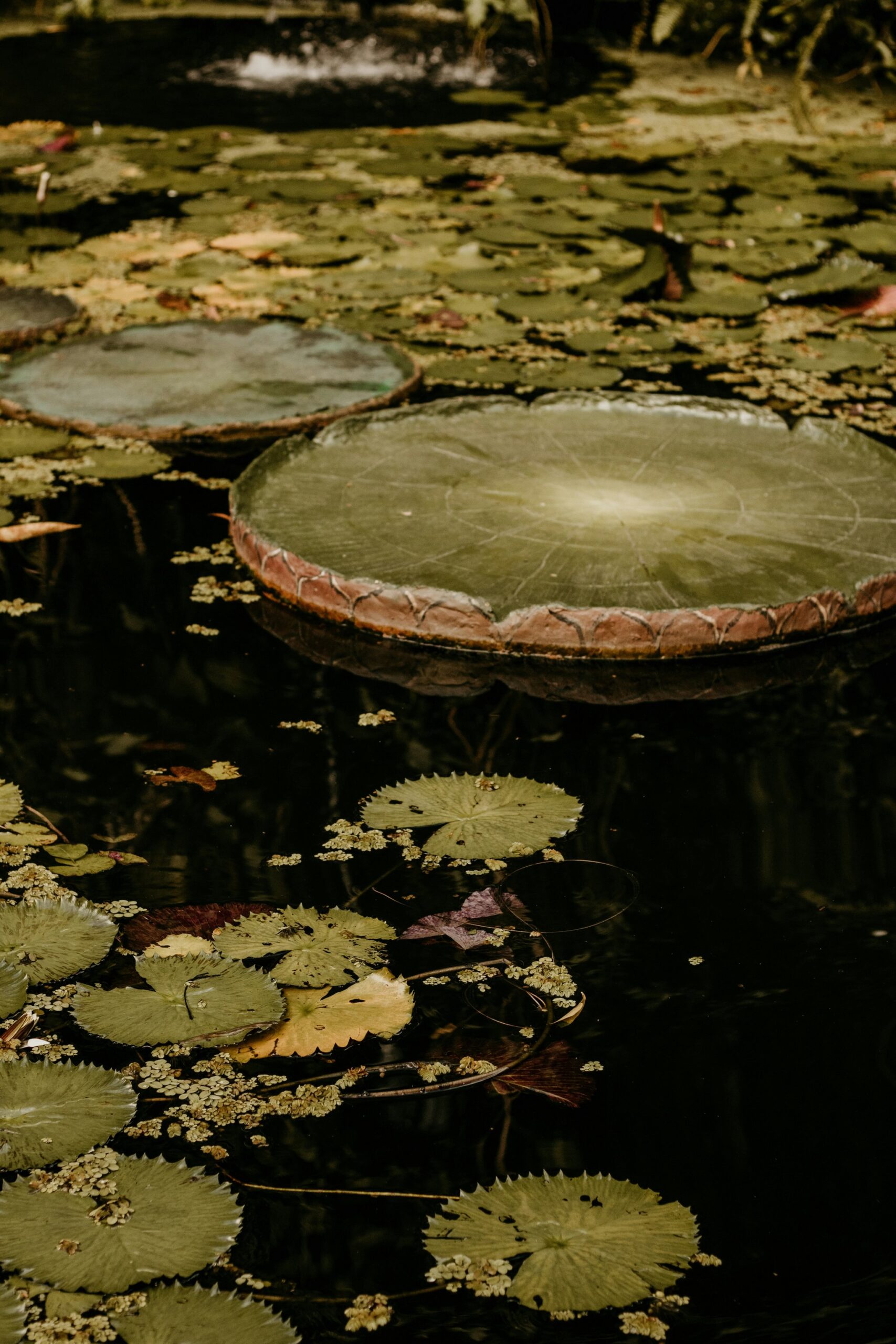 Giant Victoria amazonica lily pads with raised reddish rims float on dark still water alongside smaller green lily pads and aquatic vegetation, a signature sight on a luxury Amazon cruise in Brazil