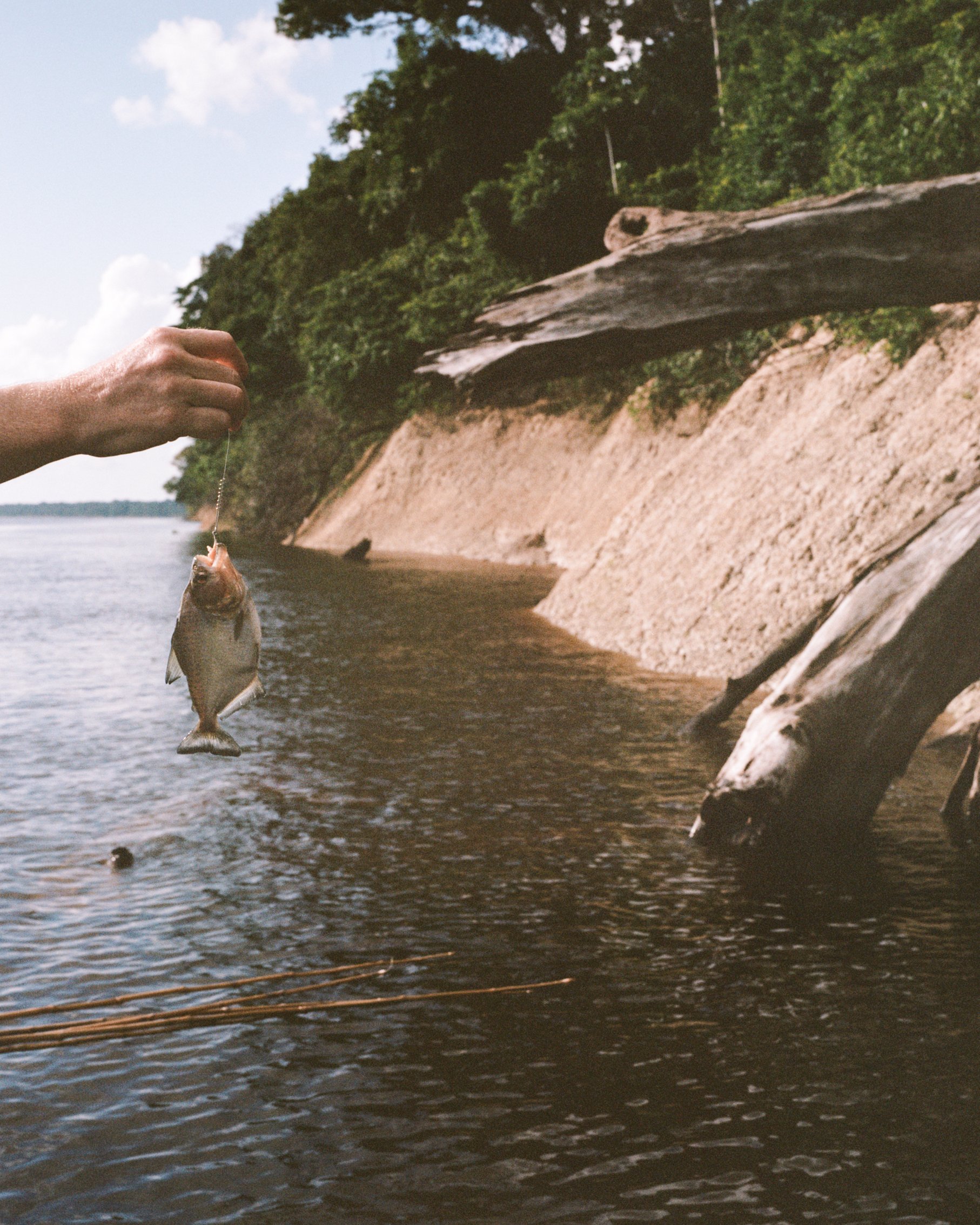 A hand holds up a freshly caught small fish on a line during an Amazon river cruise in Brazil, with a sandy clay riverbank, fallen driftwood logs, and dense jungle canopy in the background