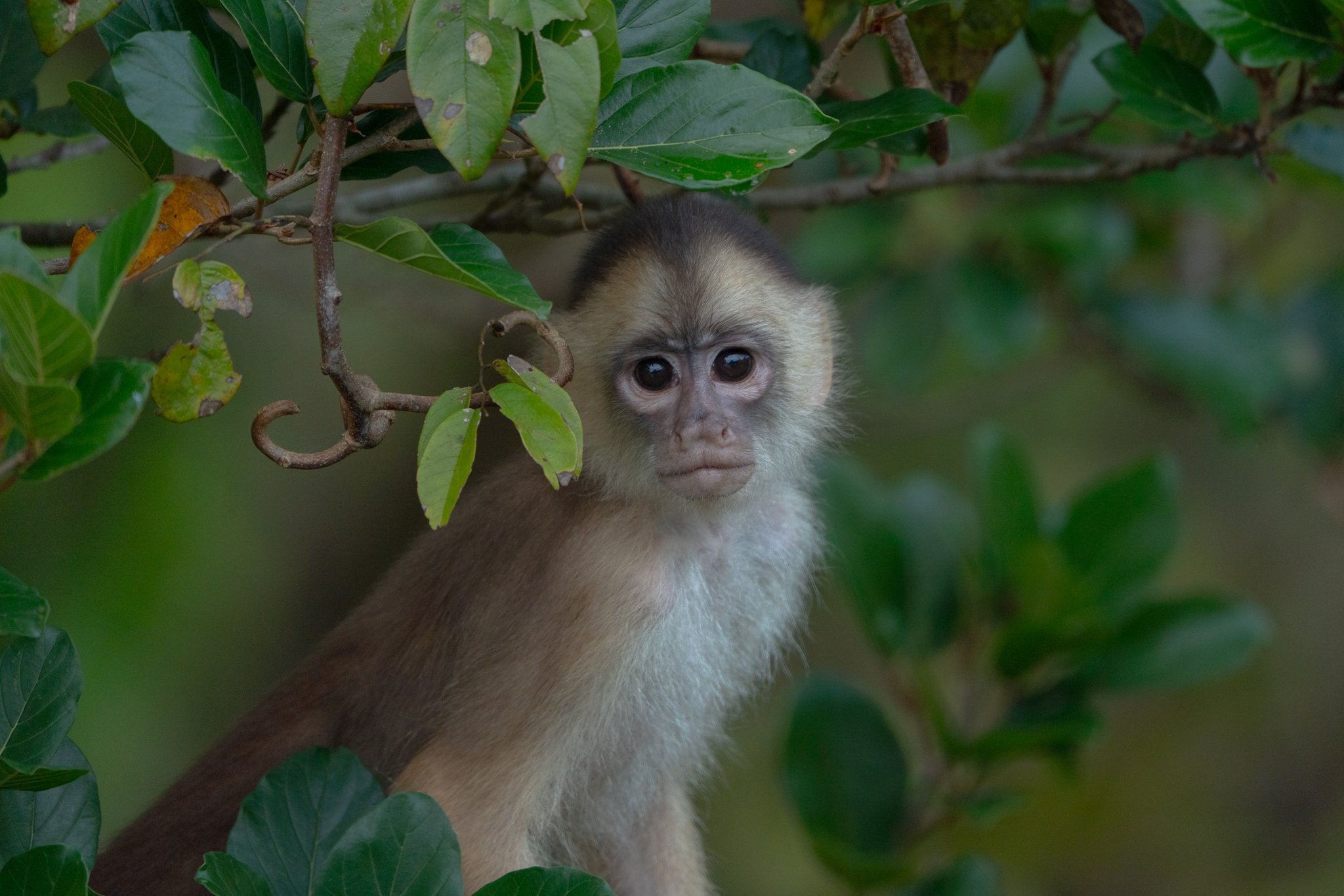 Curious, unblinking, utterly unbothered by your presence. A wide-eyed capuchin monkey peers through green leafy branches at a luxury amazon lodge brazil wildlife encounter