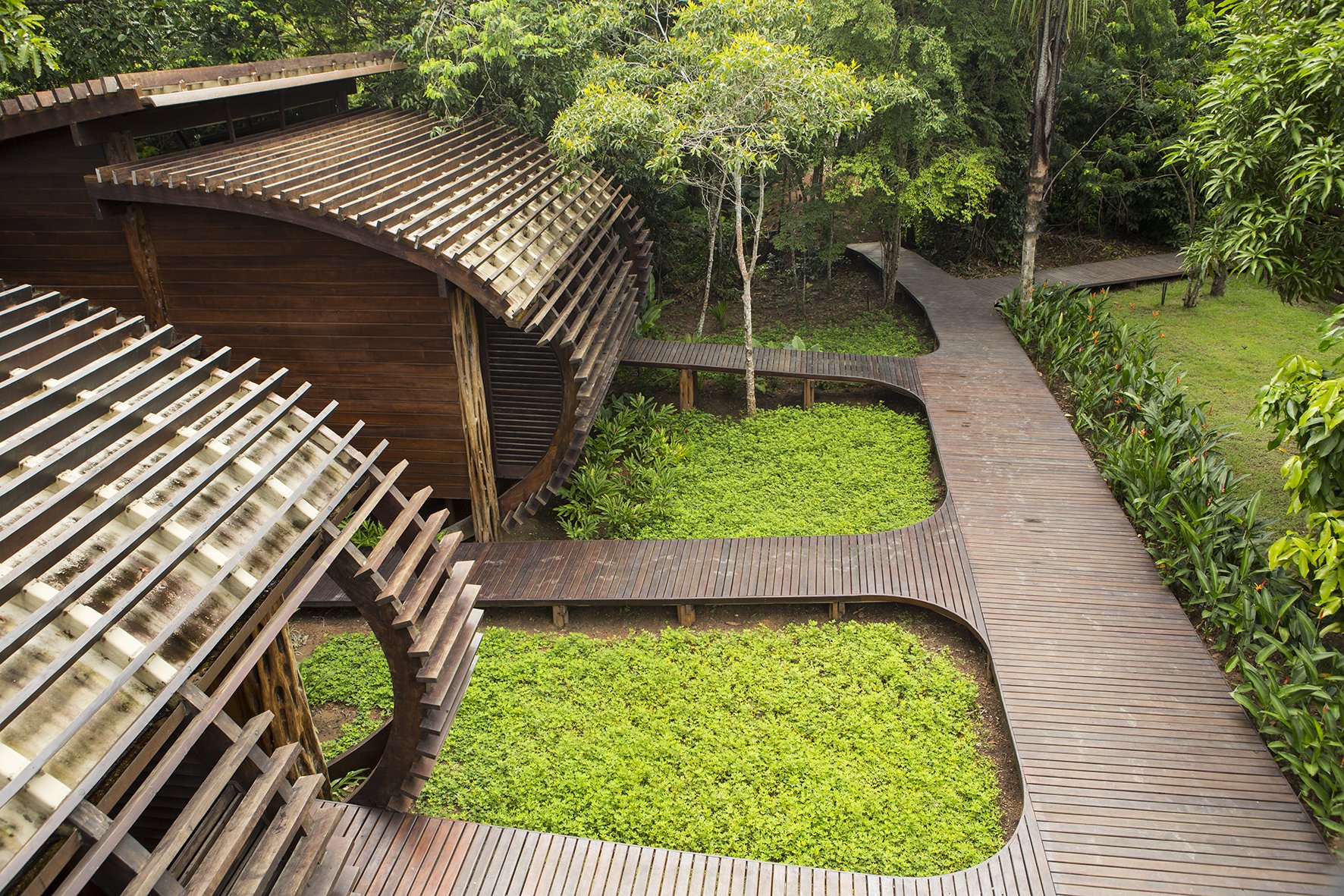 Sinuous timber walkways draw you deeper into the green. Aerial view of a luxury amazon lodge brazil showing curved hardwood boardwalks weaving between lush green groundcover gardens and a slatted timber pavilion roof, with dense rainforest canopy in the background