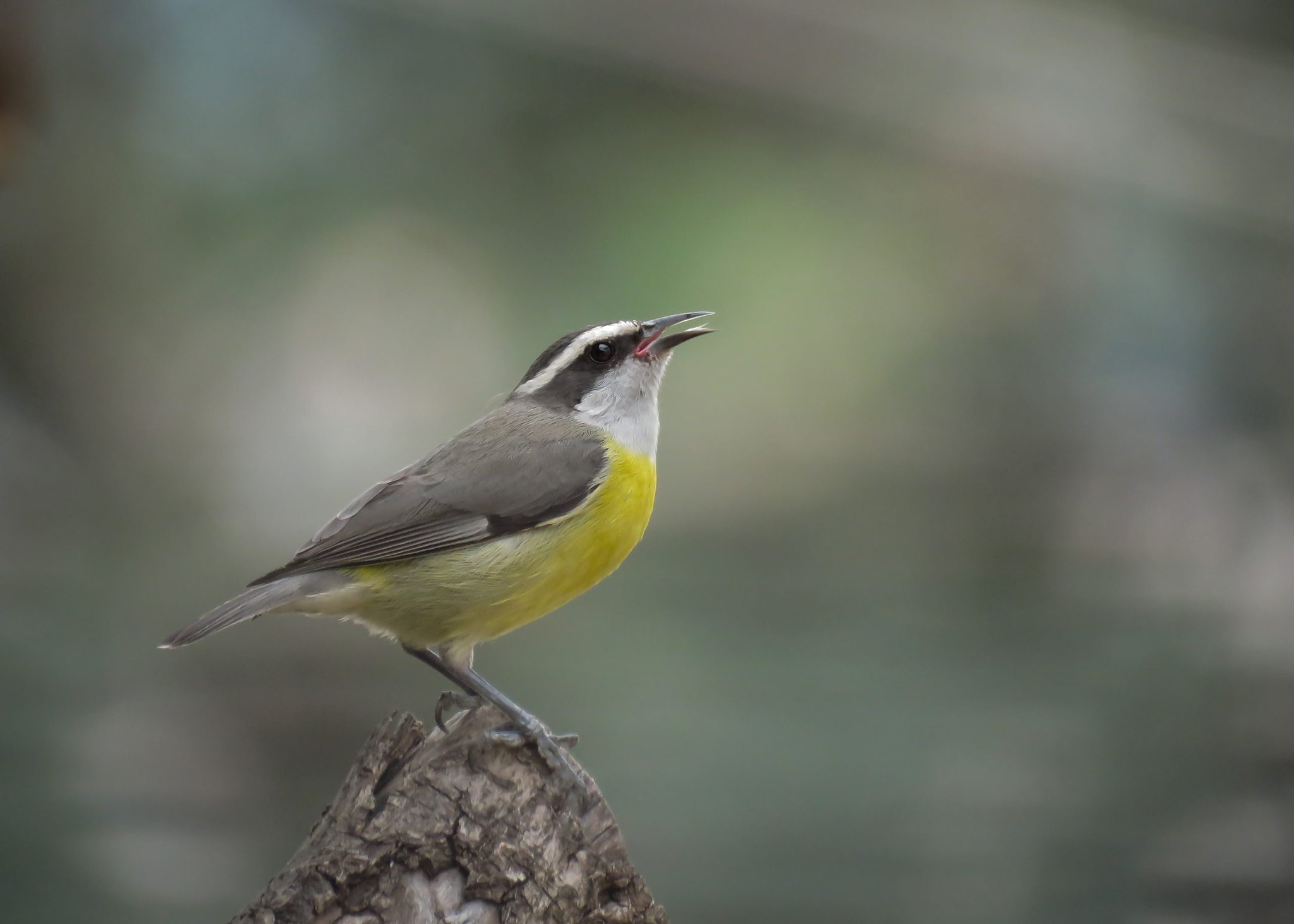 A small grey-and-yellow songbird with a bold white supercilium perches on a weathered wooden post, beak open mid-call, at a luxury Amazon lodge in Brazil