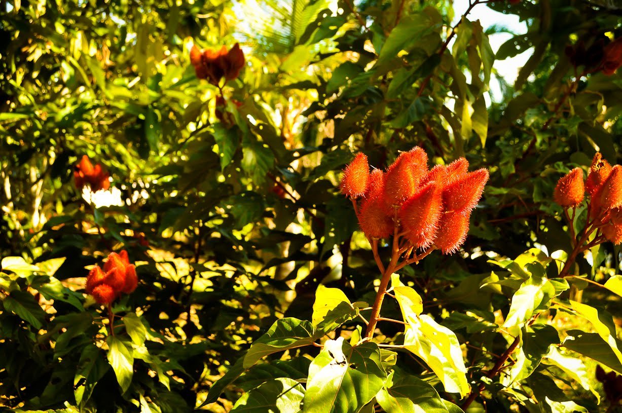 Clusters of vivid red spiky seed pods from an achiote shrub glowing in dappled sunlight during a manaus jungle tour, surrounded by dense tropical foliage