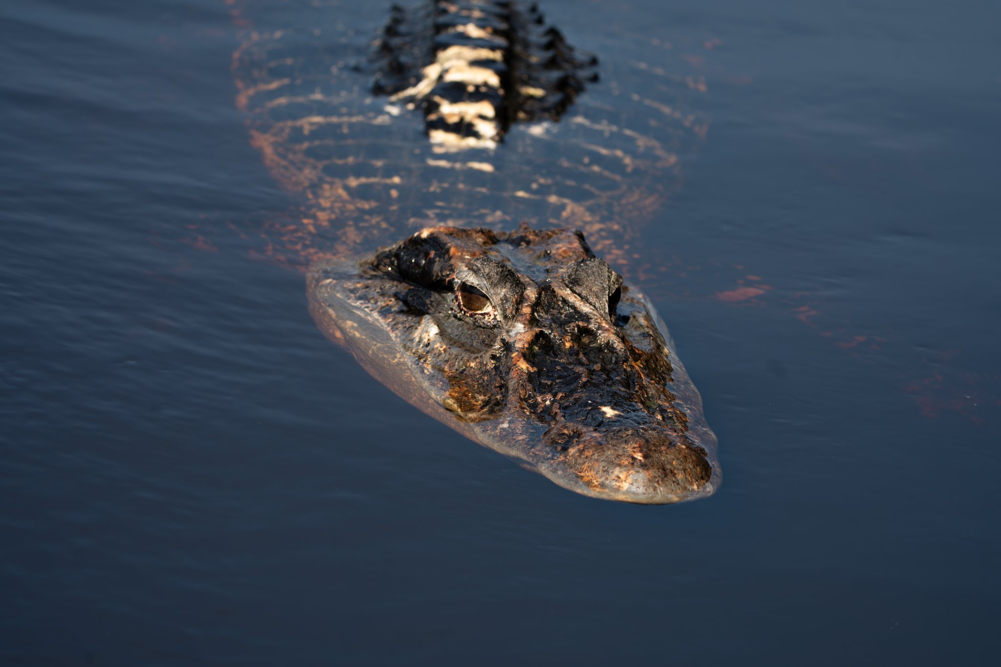 Ancient, patient, utterly at home — the river belongs to it. A caiman gliding silently at the water surface during a manaus jungle tour, its textured head and golden eye catching the last light