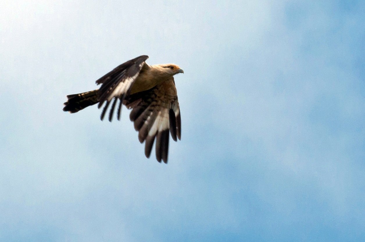 Wings spread wide, riding the Amazon air. A large brown-and-buff raptor soaring against a pale blue sky on a manaus jungle tour birdwatching excursion