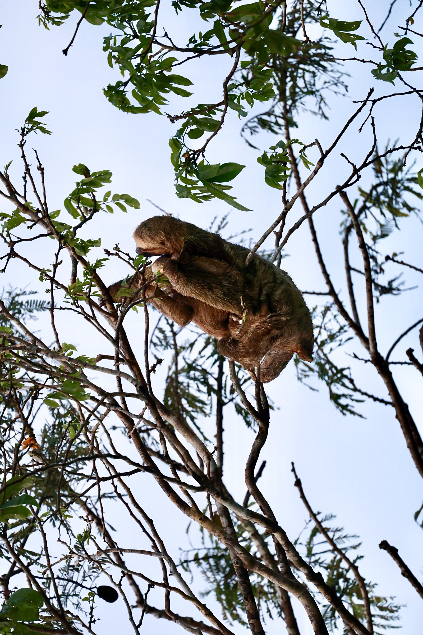 Slow life, lived entirely above the ground. A sloth clinging to thin branches high in the forest canopy, spotted during a manaus jungle tour