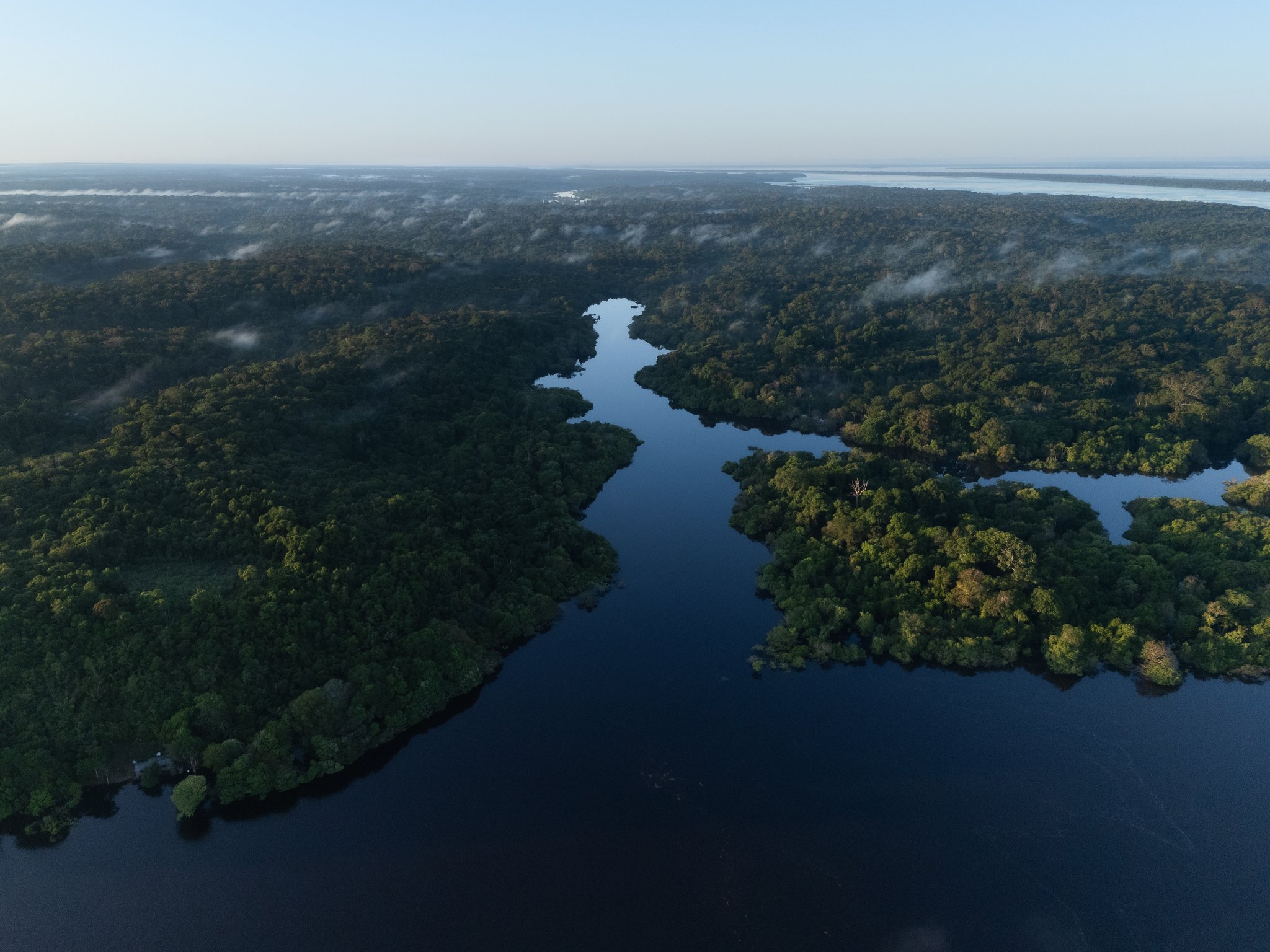 Where the Rio Negro breathes — dawn mist over pristine Amazonian waters. Aerial view of a winding dark-water Amazon river channel cutting through dense rainforest canopy at Mirante do Gavião, with low morning mist drifting above the treetops and a vast lake visible on the horizon