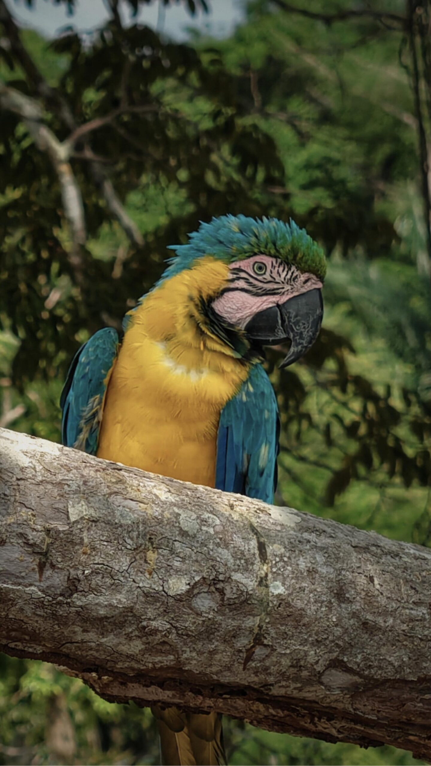 A riot of colour in the heart of the Amazon — one of the jungle's most vivid residents. A blue-and-yellow macaw perched on a weathered log at Mirante do Gavião, with lush Amazon rainforest canopy in the background