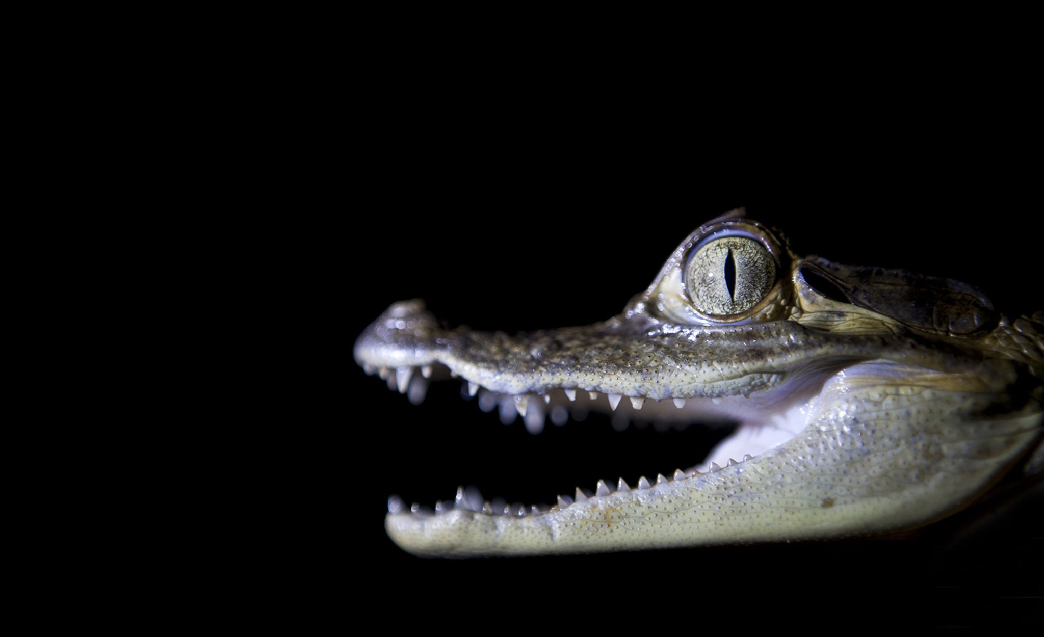 Ancient eyes in the dark — a juvenile caiman spotted on the Rio Negro at night. Extreme close-up of a juvenile caiman with open jaws and a vivid slit-pupil eye, photographed at night during a Mirante do Gavião nocturnal wildlife tour in the Amazon
