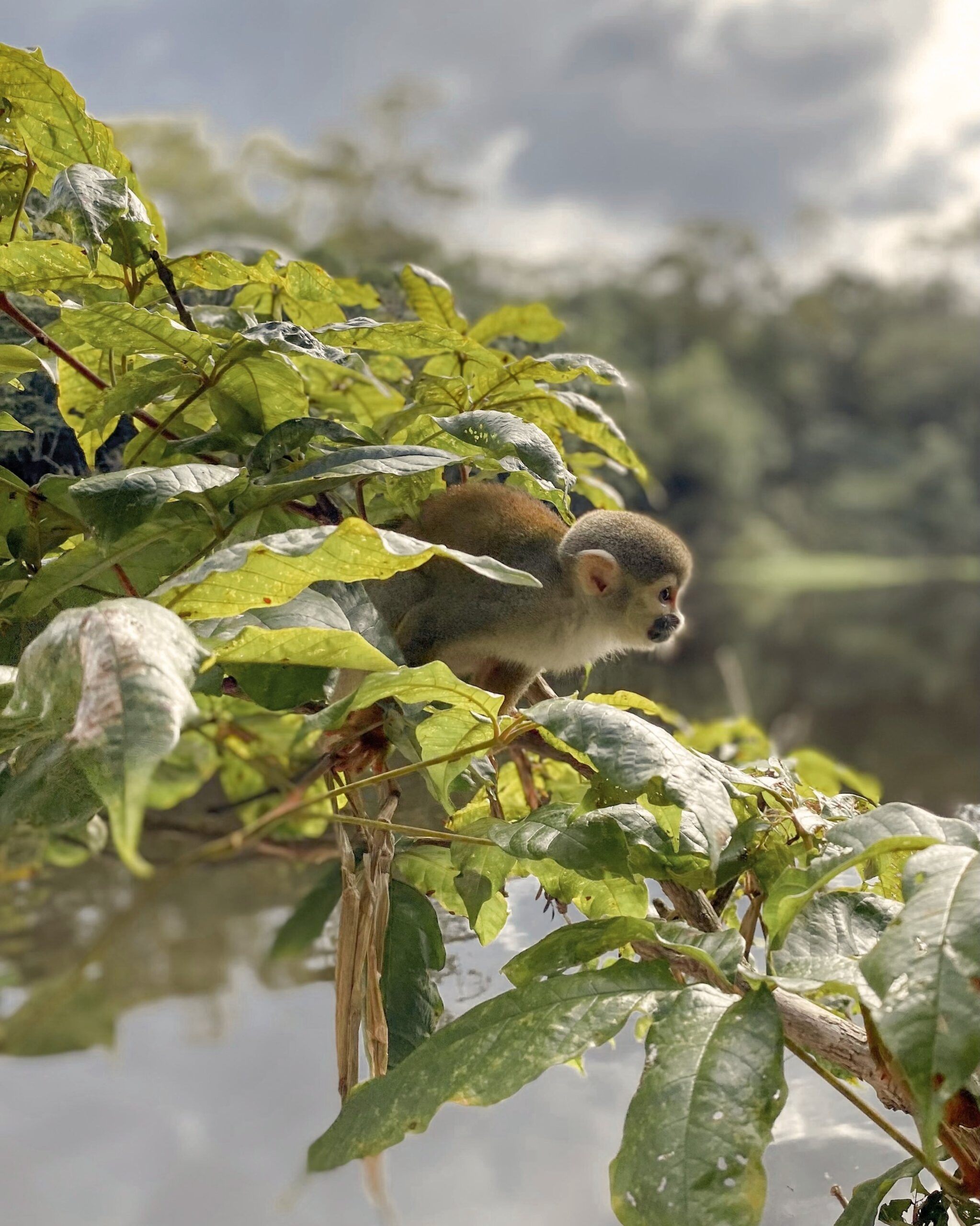 A tiny resident peers through the canopy — Amazon wildlife at arm's reach. A wild squirrel monkey perched among sunlit green leaves overhanging the Rio Negro at Mirante do Gavião, with misty Amazon forest in the background