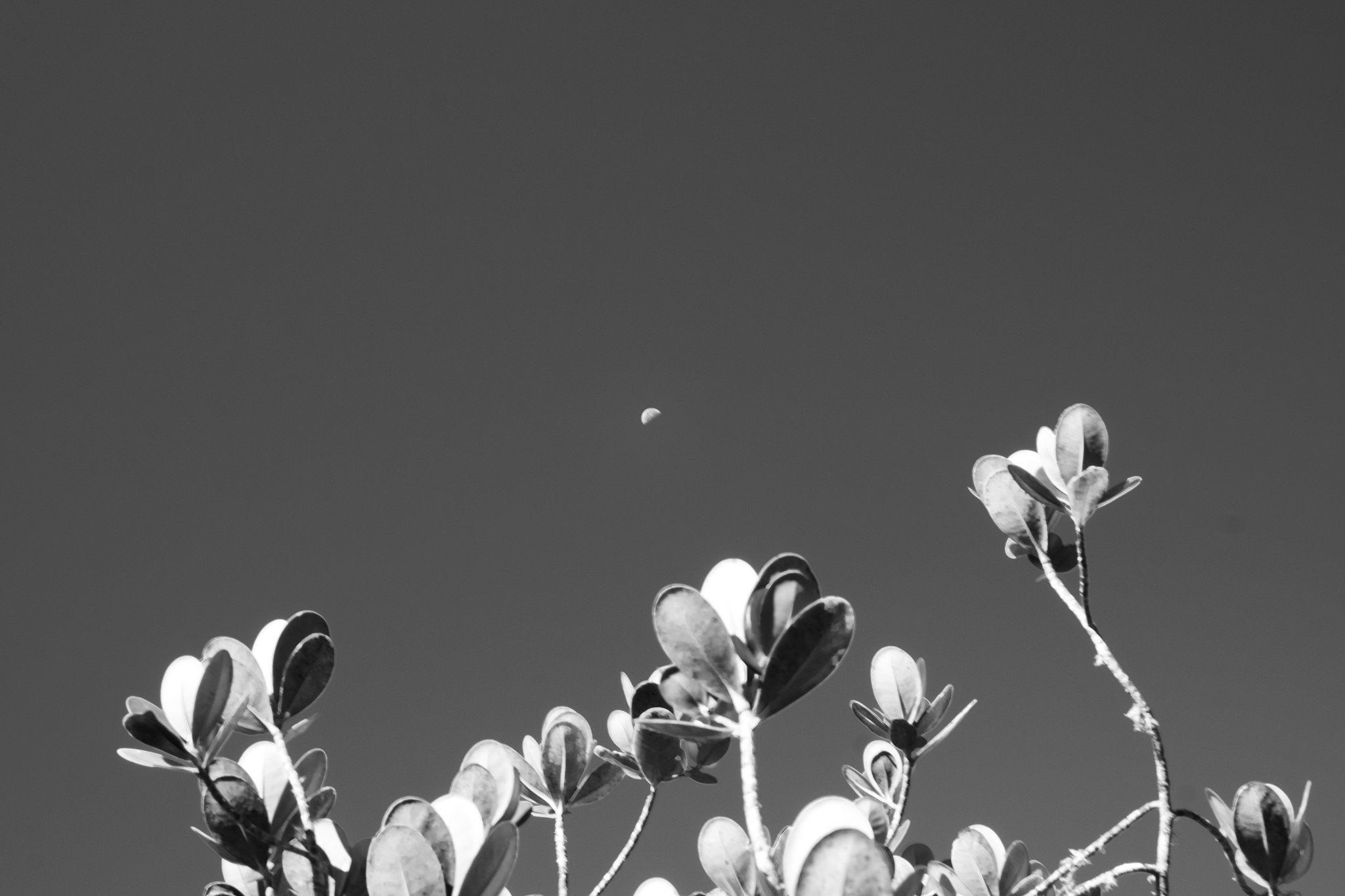 Oval-leaved shrub branches reaching upward against a clear sky during a Mount Roraima hike, with a faint crescent moon visible in the distance