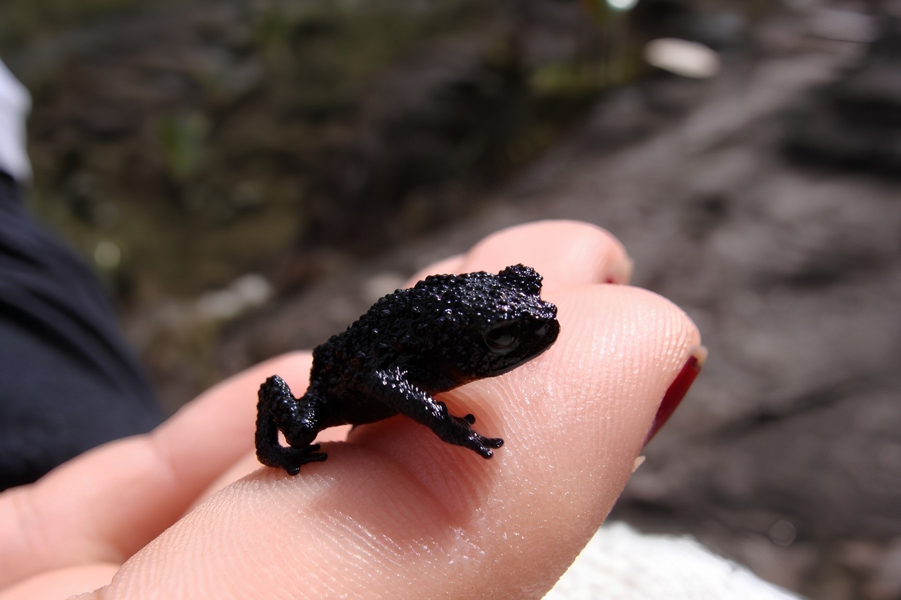 A tiny jet-black warty toadlet resting on a person's fingers during the Mount Roraima hike, its textured skin glistening in natural light