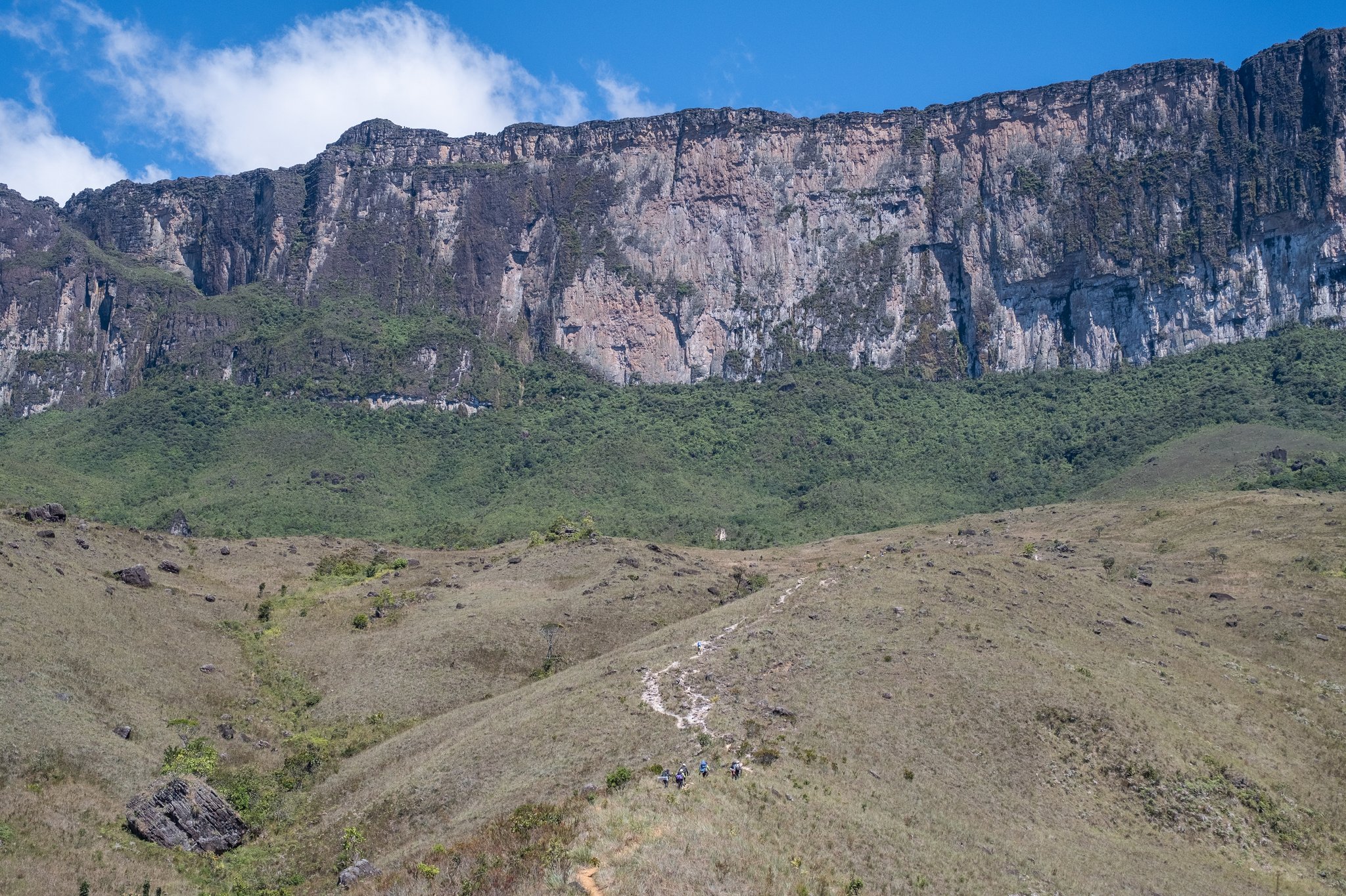 A small group of hikers following a winding dirt trail across open savanna grassland on a Mount Roraima hike, with the towering ancient sandstone escarpment filling the horizon beneath a blue sky