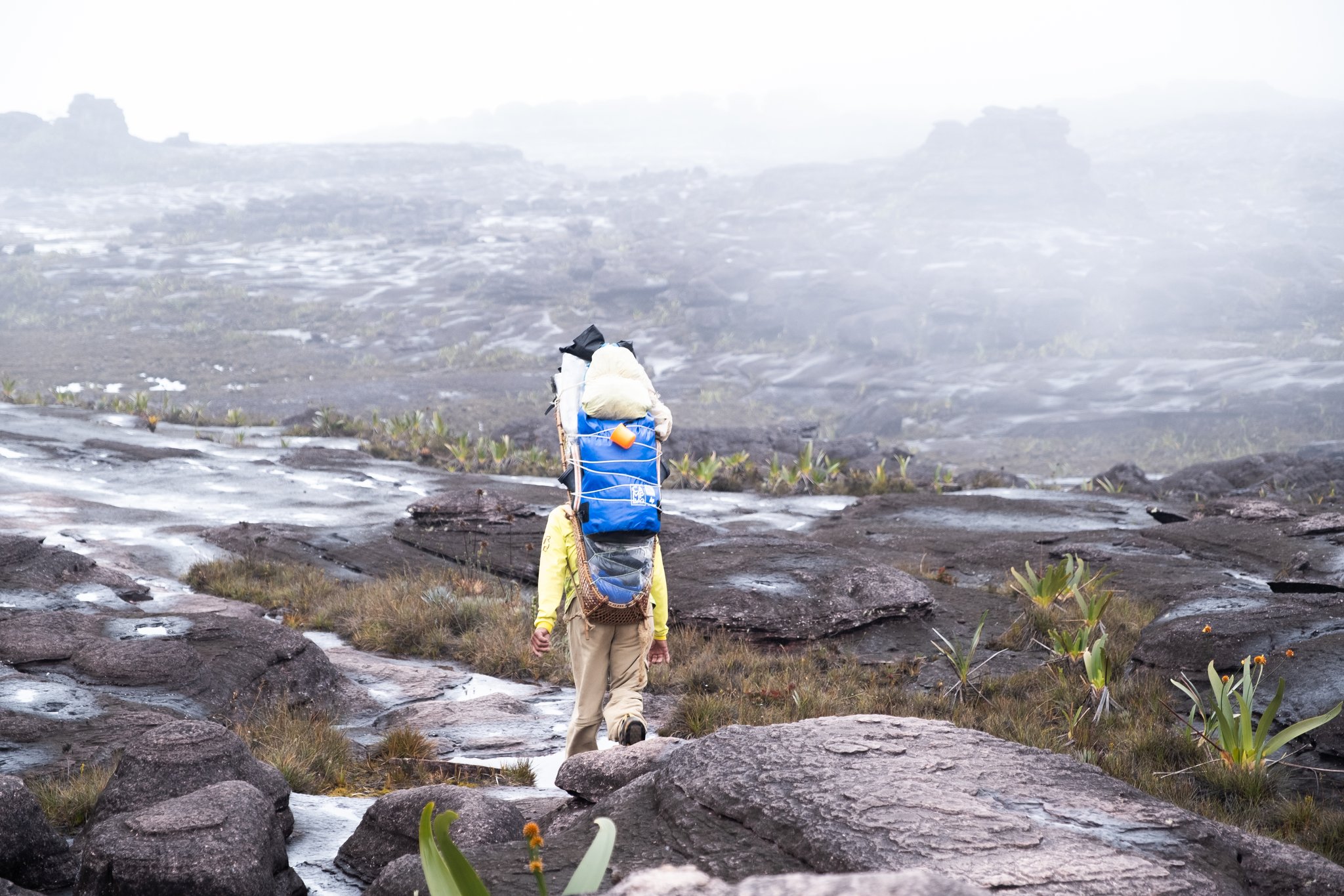 A heavily loaded porter walks across the wet black rocky plateau of a Mount Roraima trek, surrounded by low bromeliad plants and thick swirling mist
