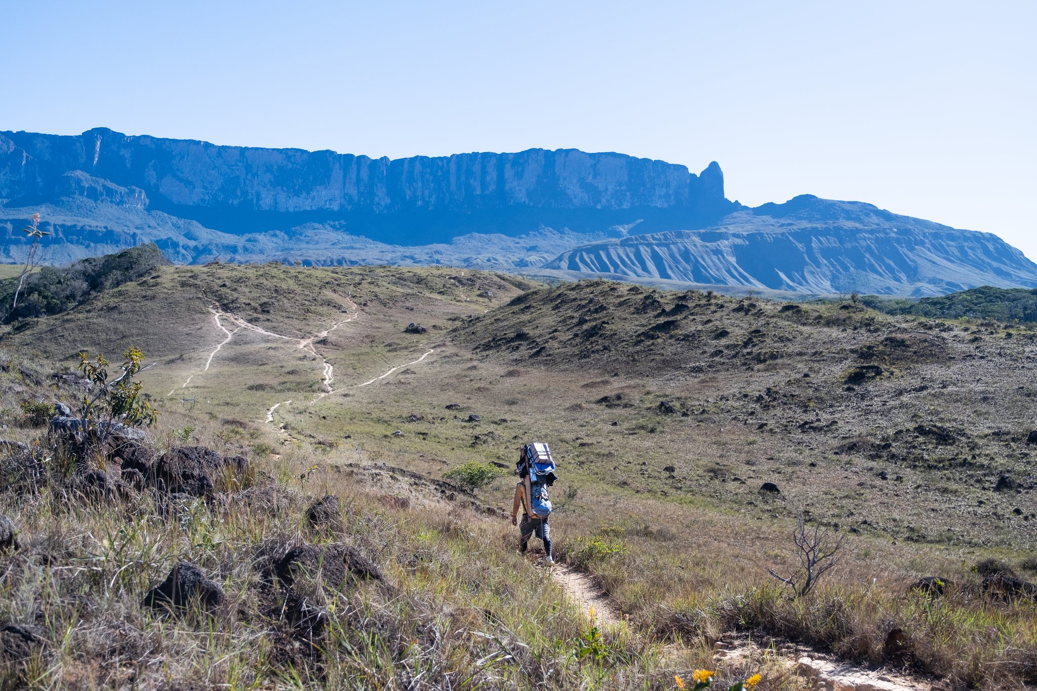 A backpacker walks a winding dirt trail across open savannah grassland on the Mount Roraima trek, with the towering flat-topped tepui escarpment rising dramatically under a clear blue sky in the distance