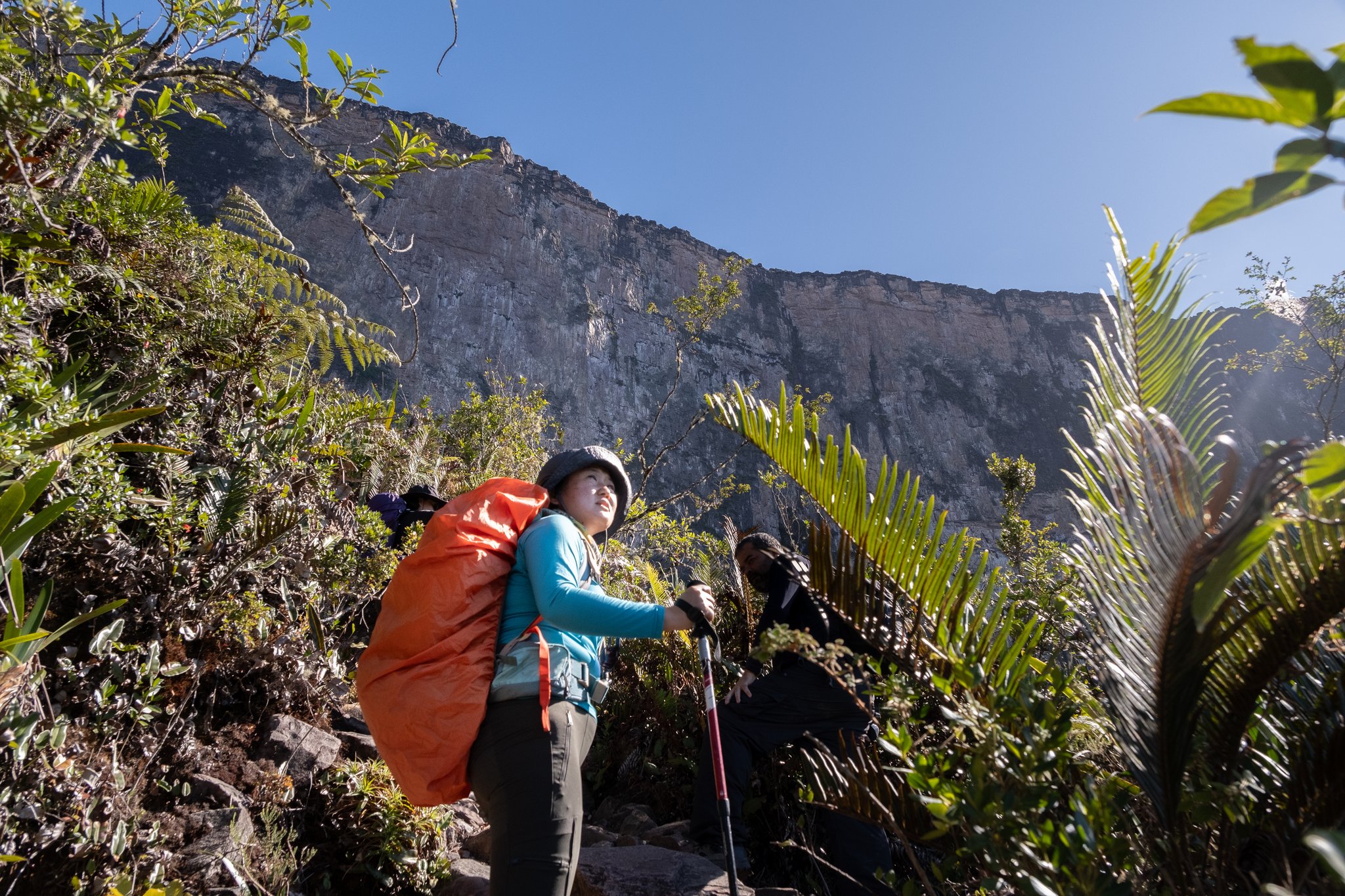 A hiker with a large orange pack and trekking pole gazes up at a towering vertical tepui cliff face during the Mount Roraima trek, surrounded by bromeliads and ferns under a deep blue sky