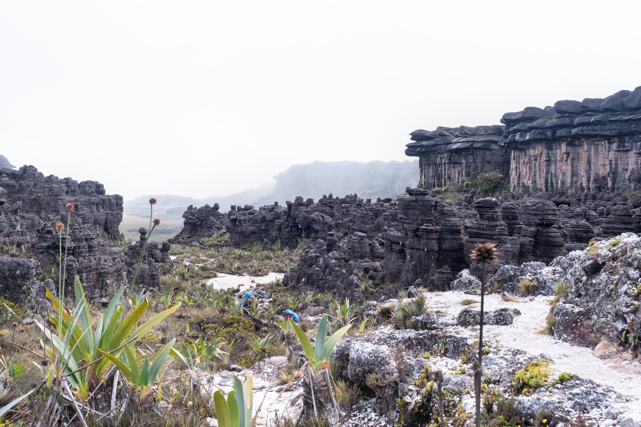 Ancient eroded sandstone rock formations and endemic bromeliads stretching across the misty plateau on a Mount Roraima trek, with two trekkers in blue rain gear visible among the sculpted rocks